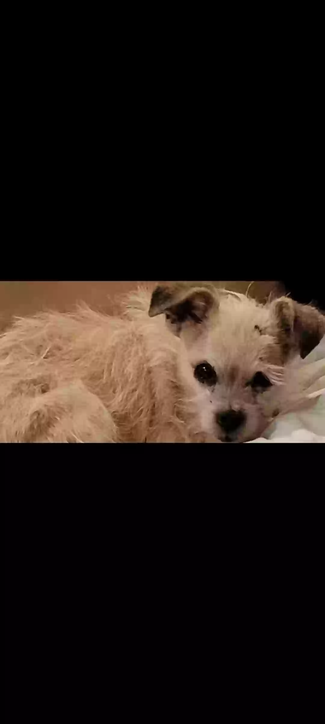 /lostandfound/images/lnfpets/original/161967_photo.webp