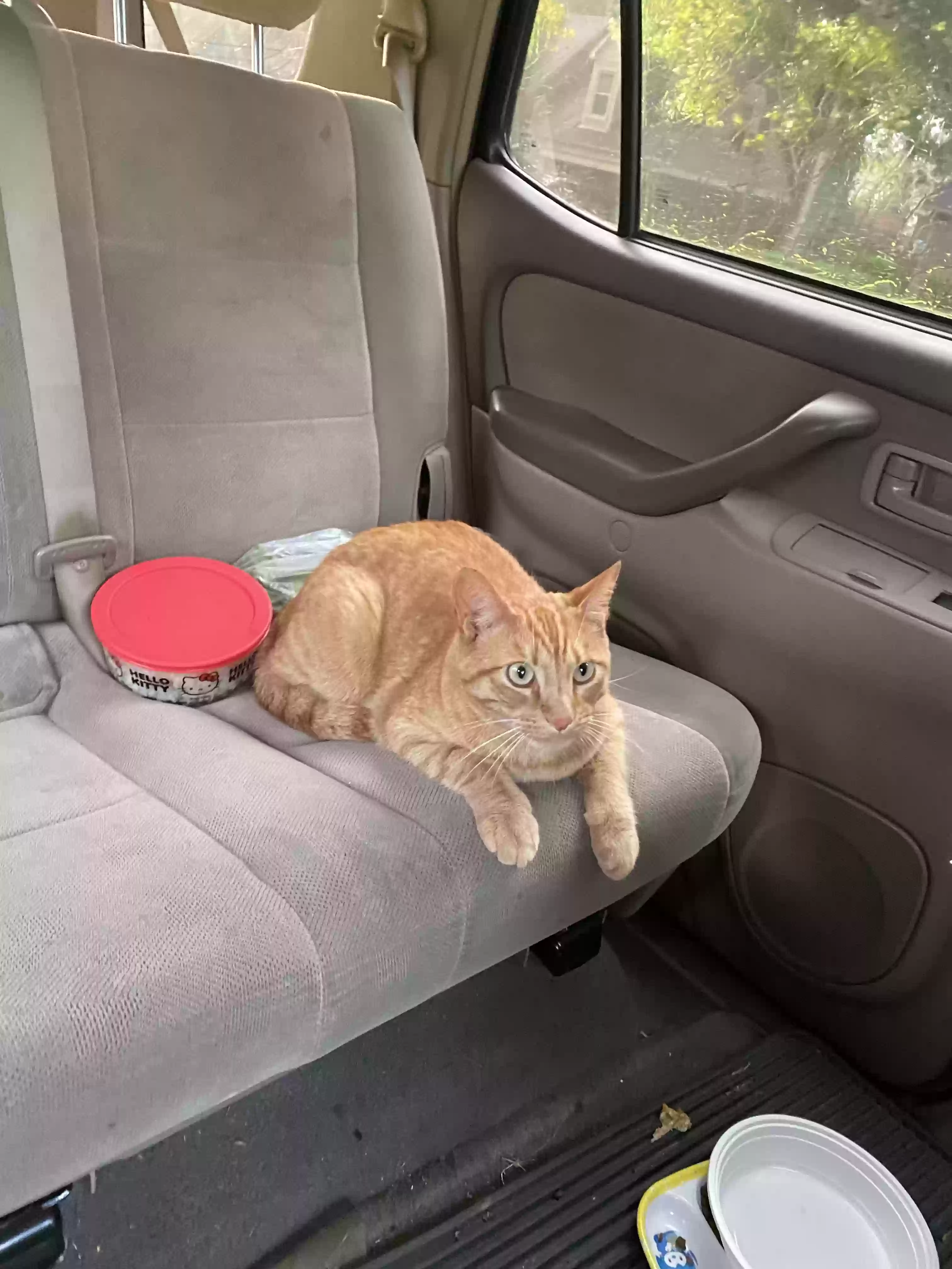 /lostandfound/images/lnfpets/original/162006_photo.webp