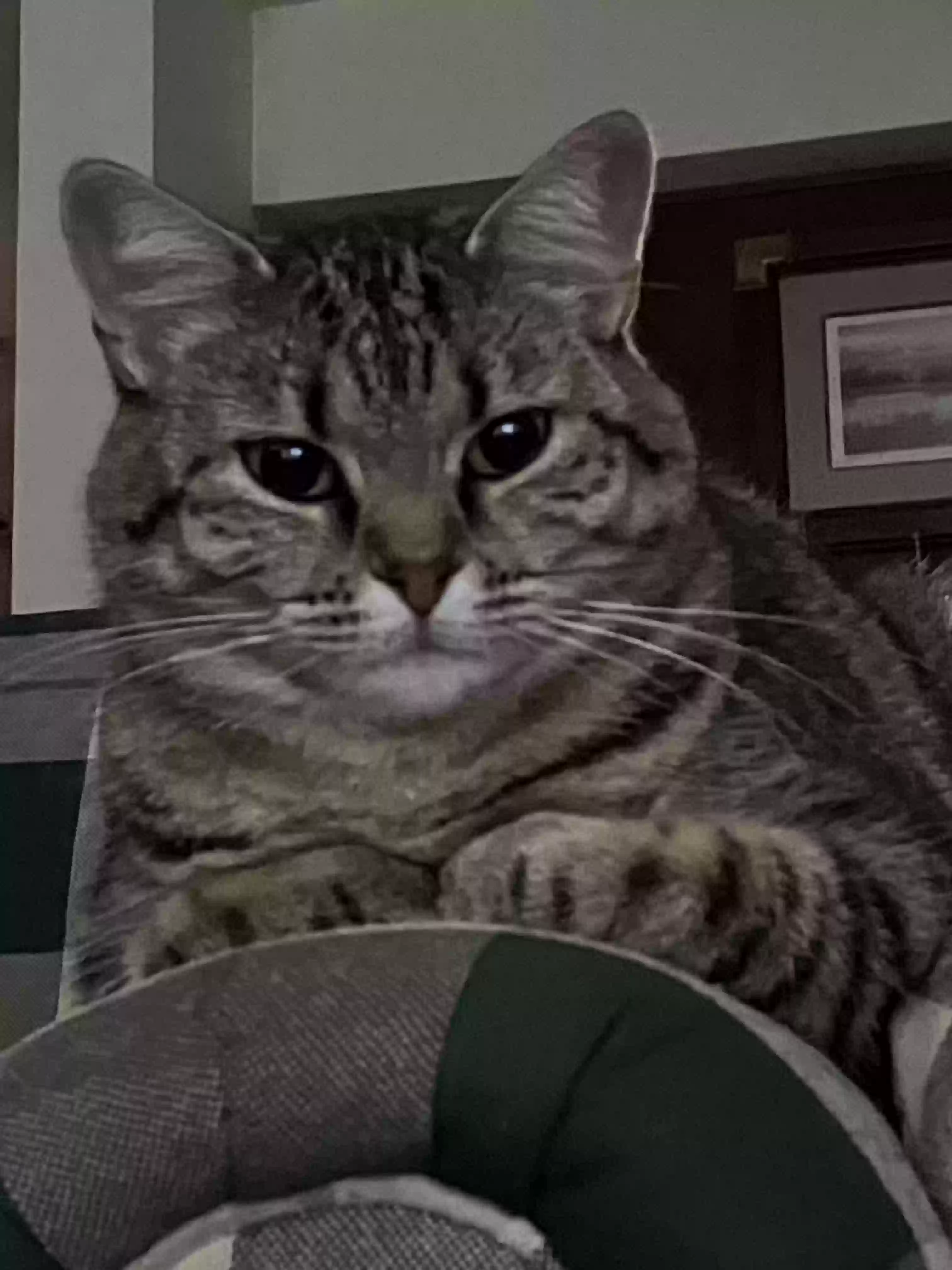 /lostandfound/images/lnfpets/original/162038_photo.webp