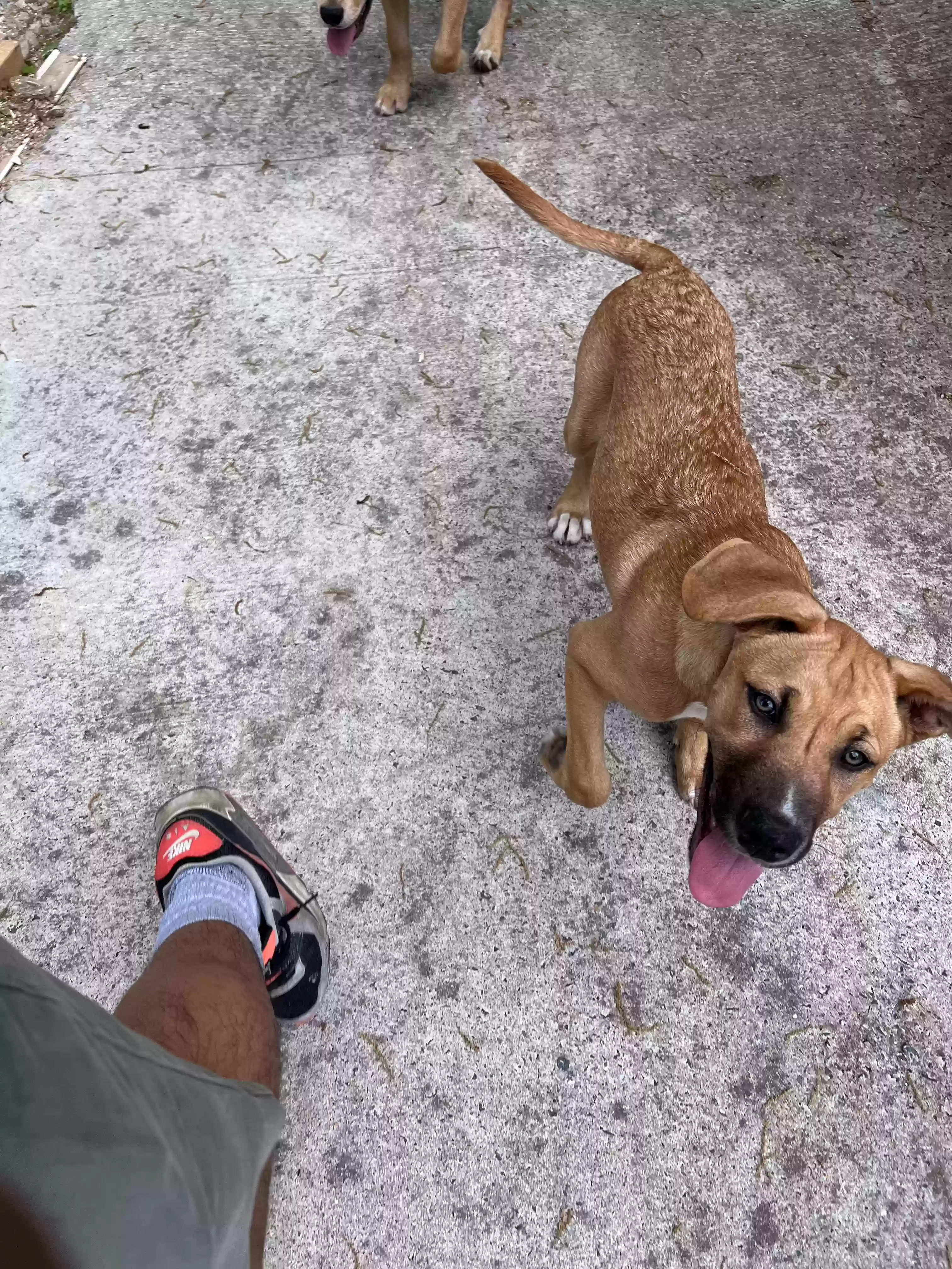 /lostandfound/images/lnfpets/original/162070_photo.webp