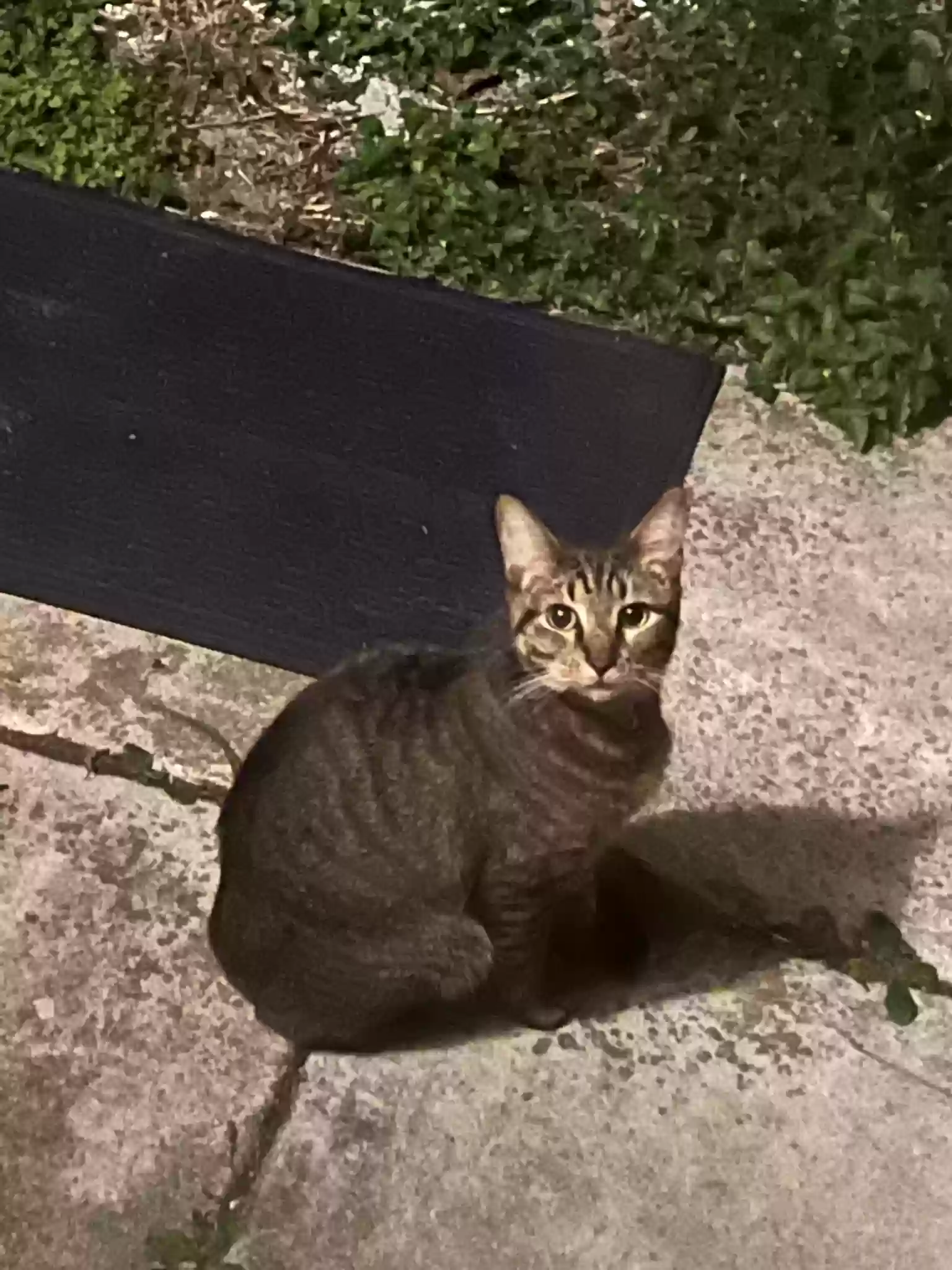 /lostandfound/images/lnfpets/original/162085_photo.webp