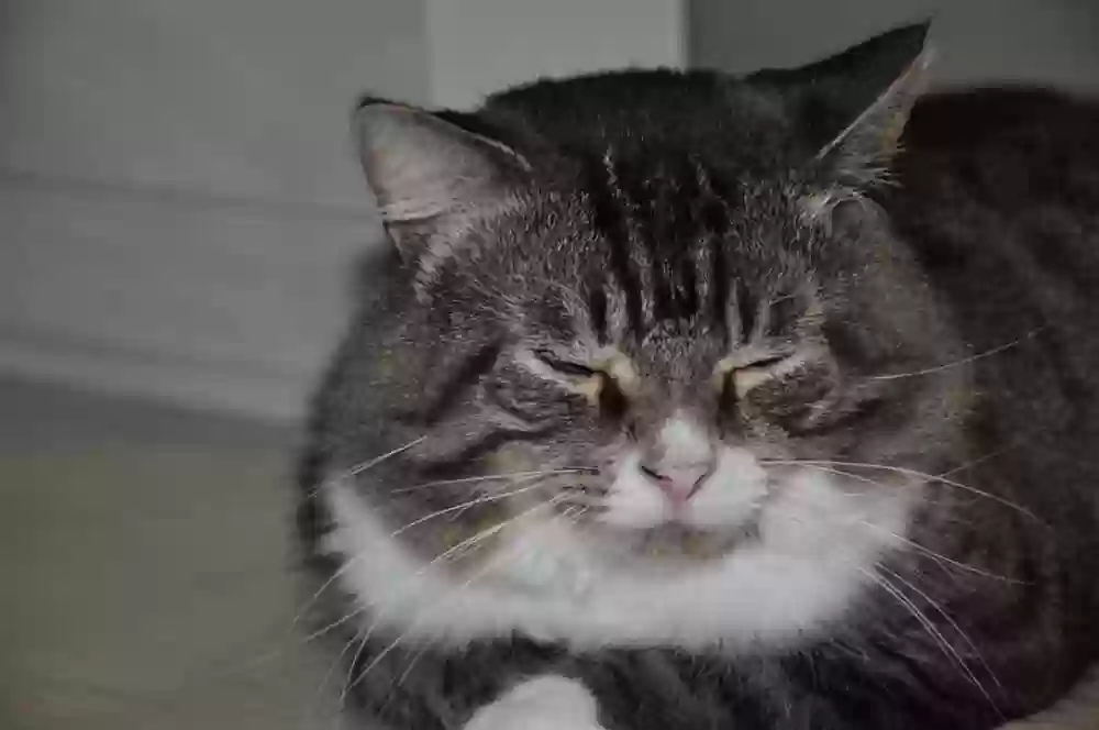 /lostandfound/images/lnfpets/original/162213_photo.webp