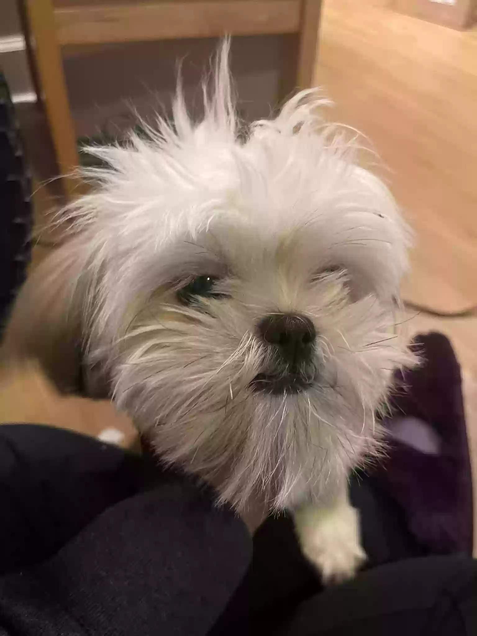/lostandfound/images/lnfpets/original/162268_photo.webp