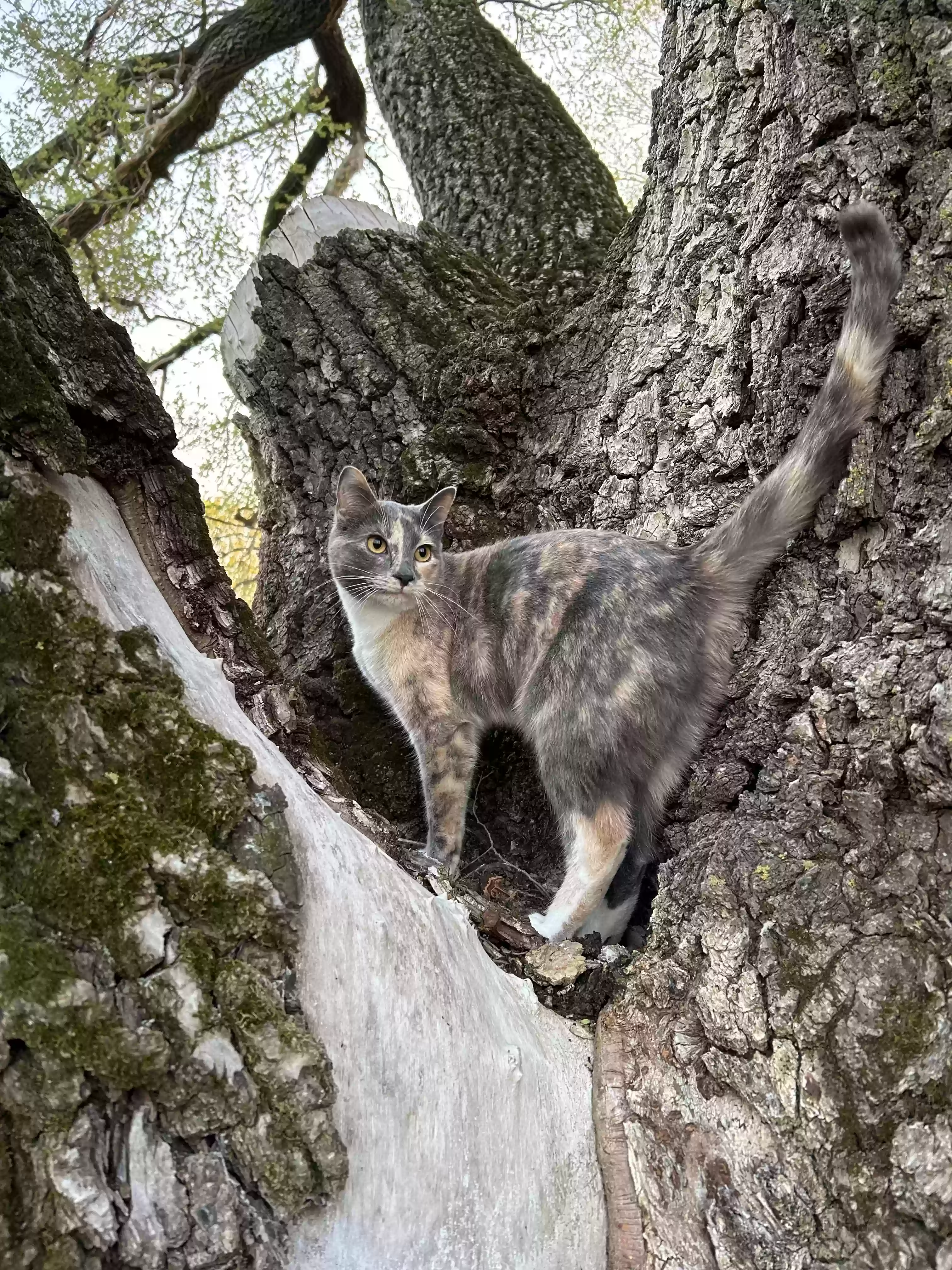 /lostandfound/images/lnfpets/original/162338_photo.webp