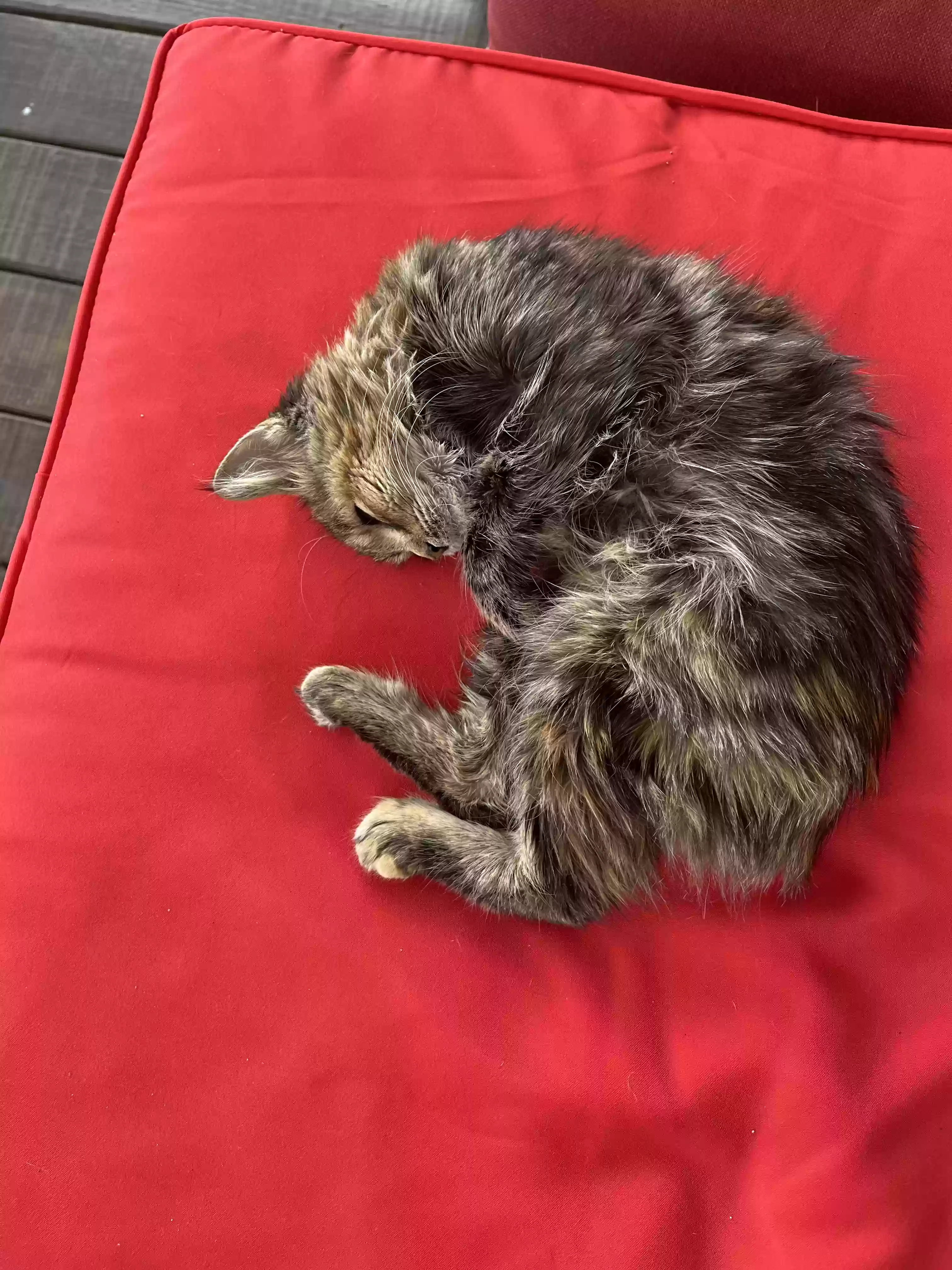 /lostandfound/images/lnfpets/original/162368_photo.webp