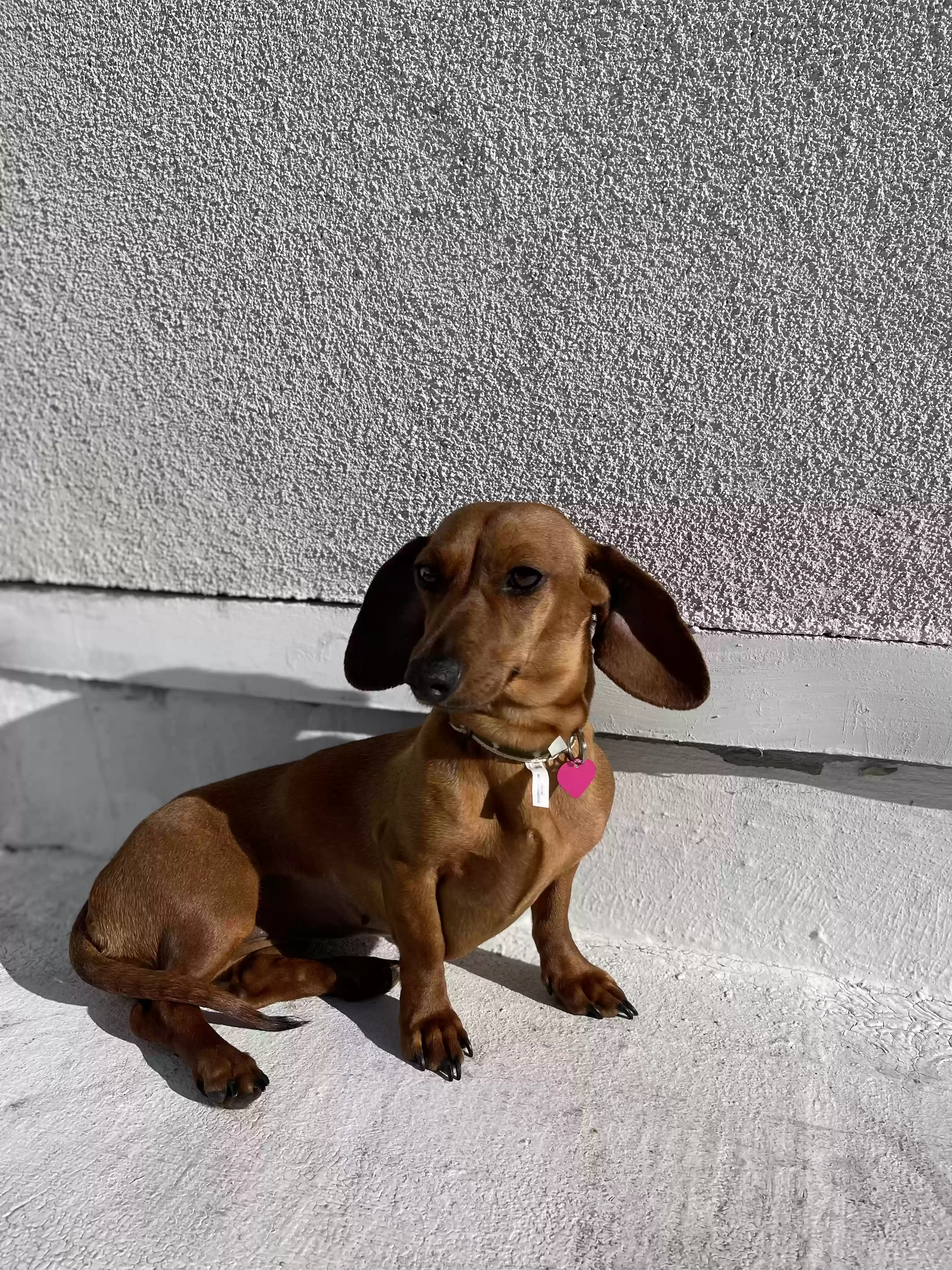 /lostandfound/images/lnfpets/original/162427_photo.webp