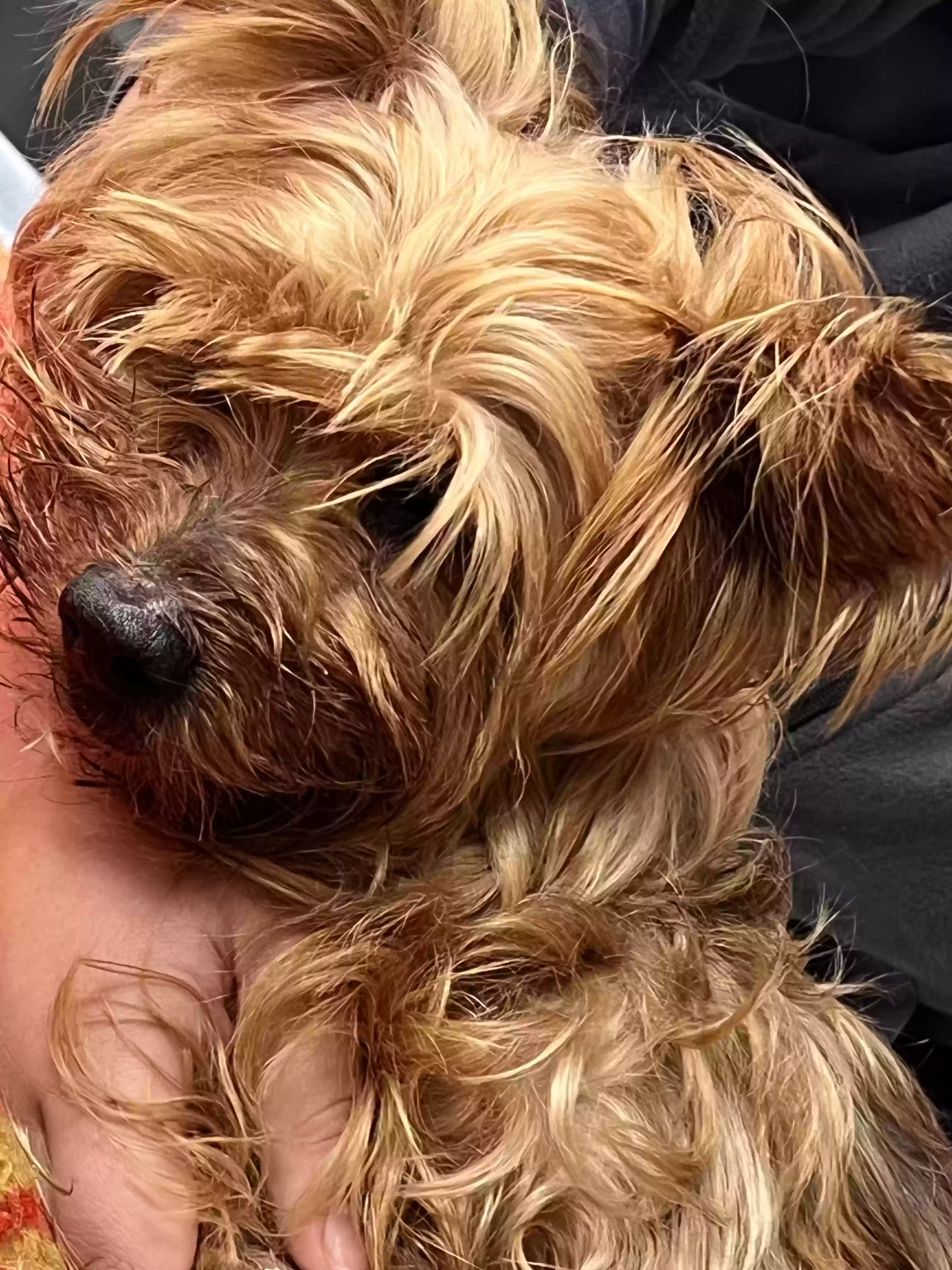 /lostandfound/images/lnfpets/original/162553_photo.webp