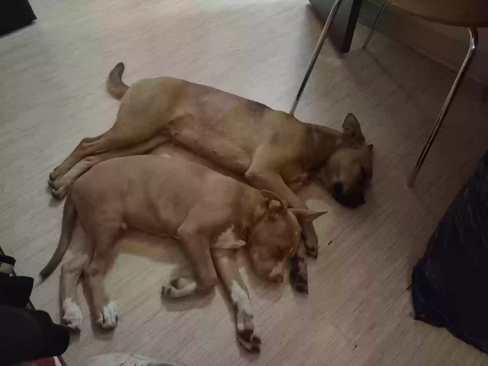 /lostandfound/images/lnfpets/original/162570_photo.webp