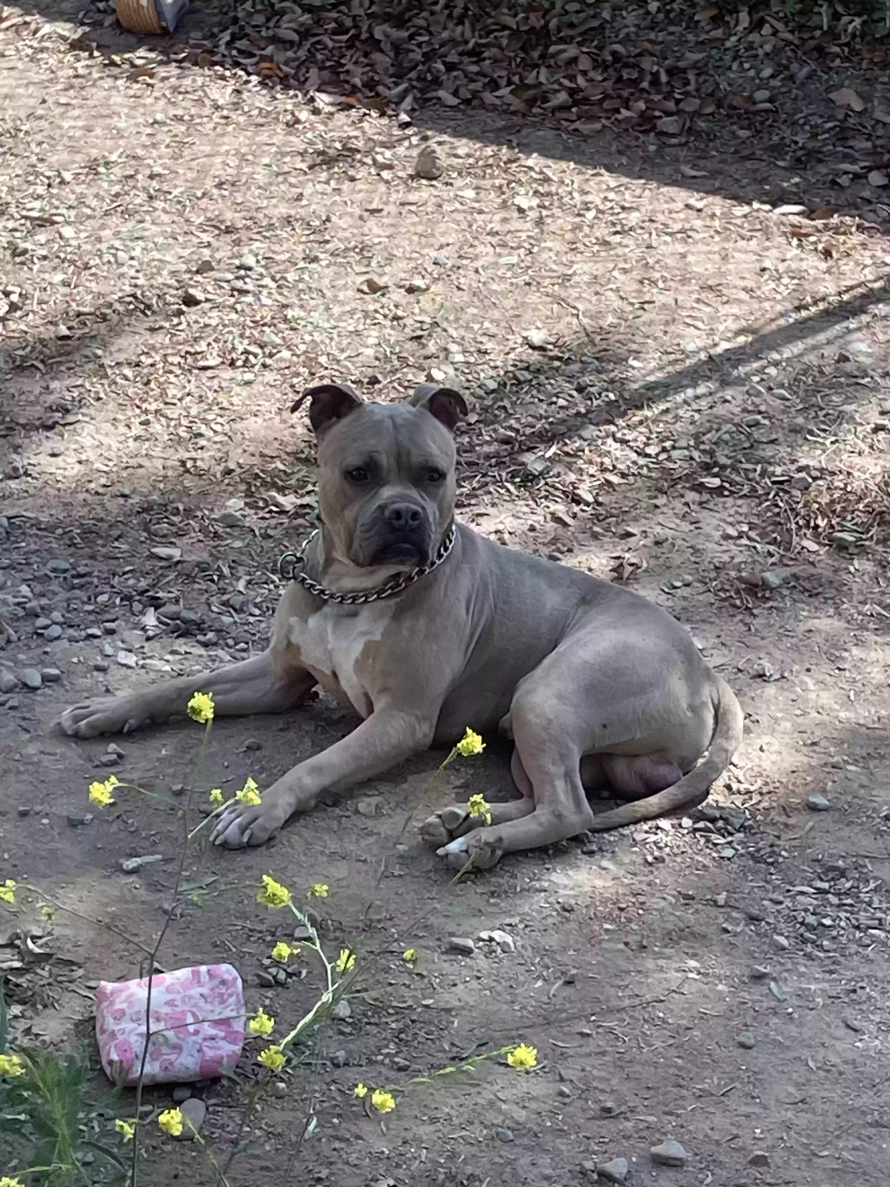 /lostandfound/images/lnfpets/original/162586_photo.webp