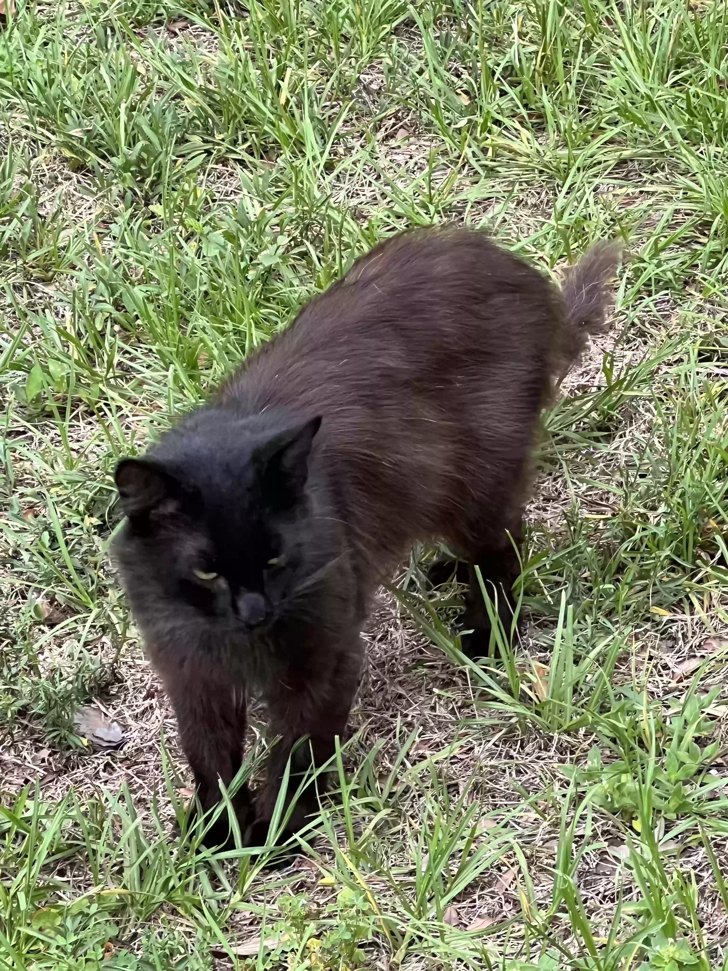 /lostandfound/images/lnfpets/original/162598_photo.webp