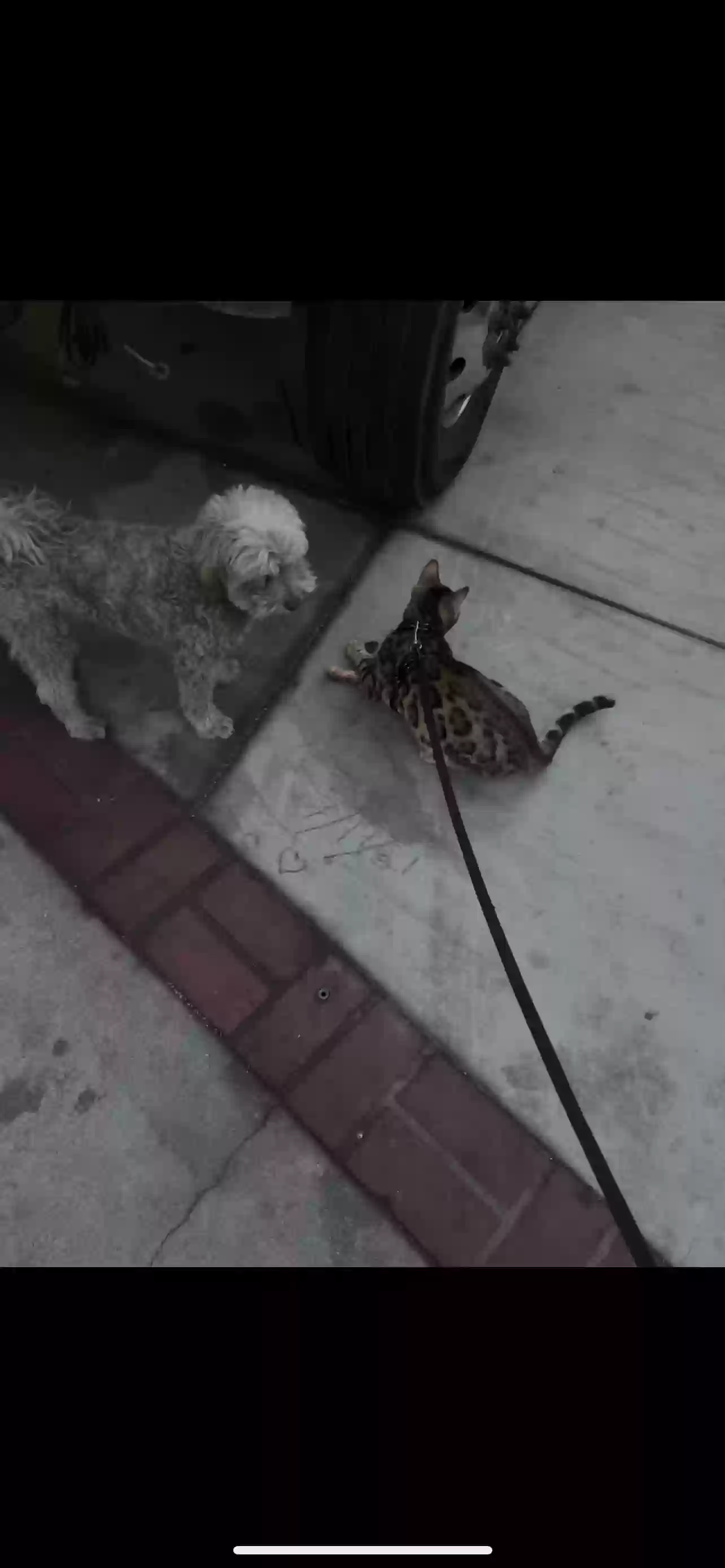 /lostandfound/images/lnfpets/original/162646_photo.webp