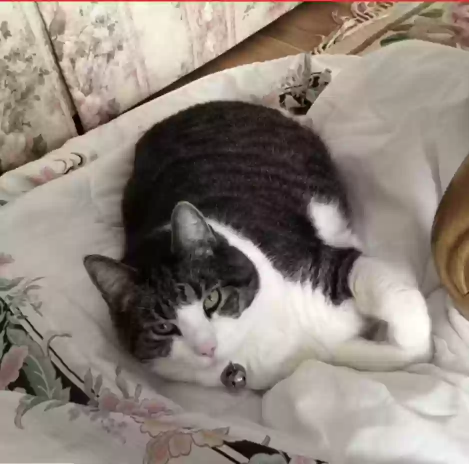 /lostandfound/images/lnfpets/original/162684_photo.webp