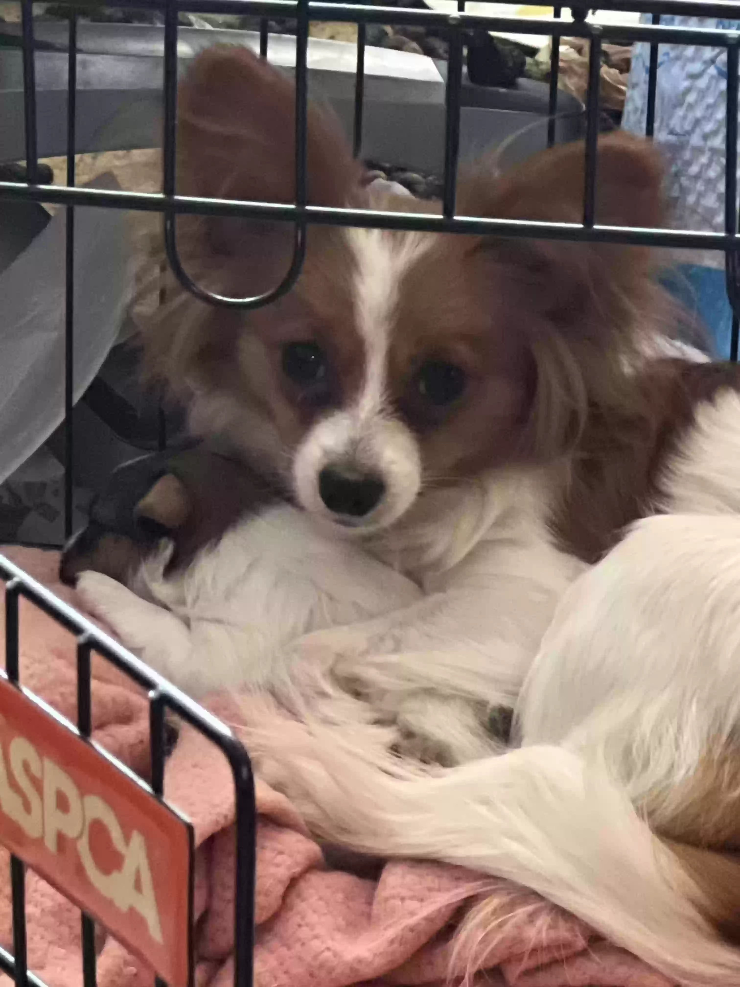 /lostandfound/images/lnfpets/original/162705_photo.webp