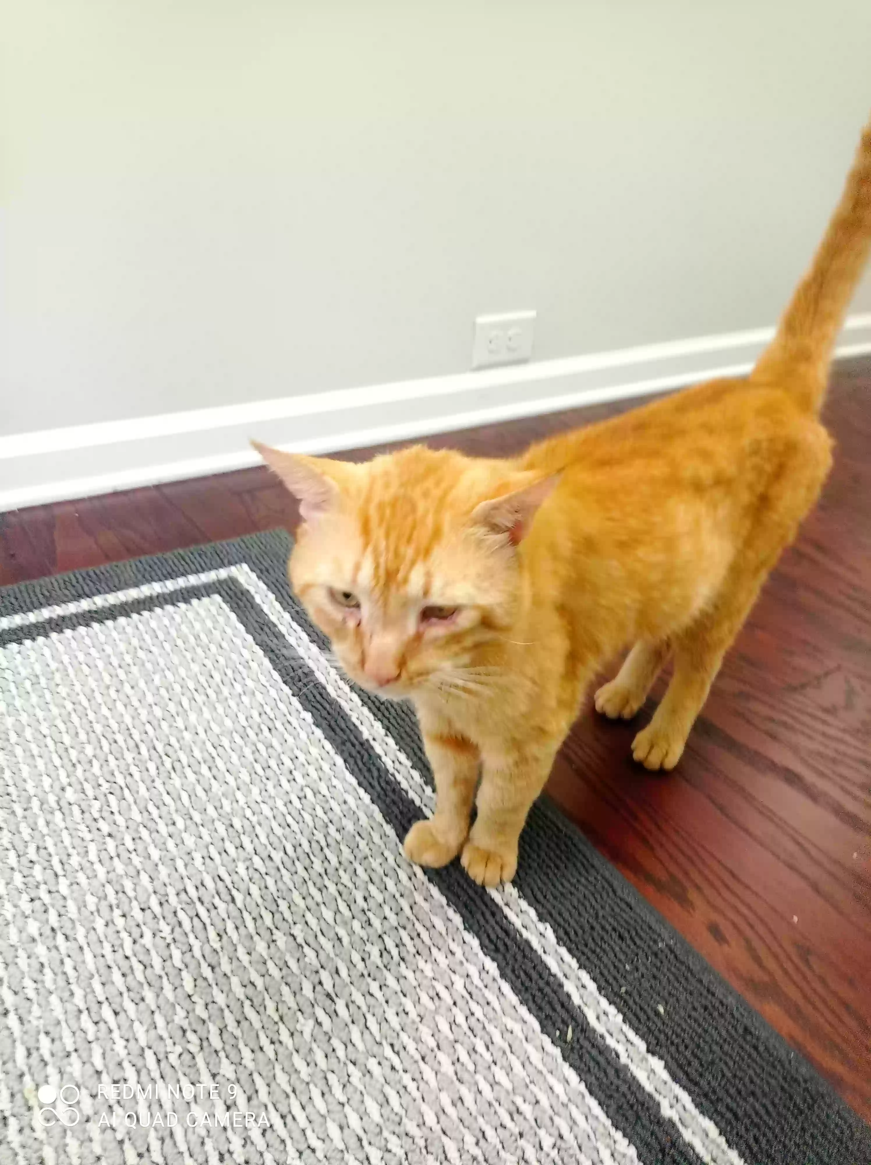 /lostandfound/images/lnfpets/original/162754_photo.webp