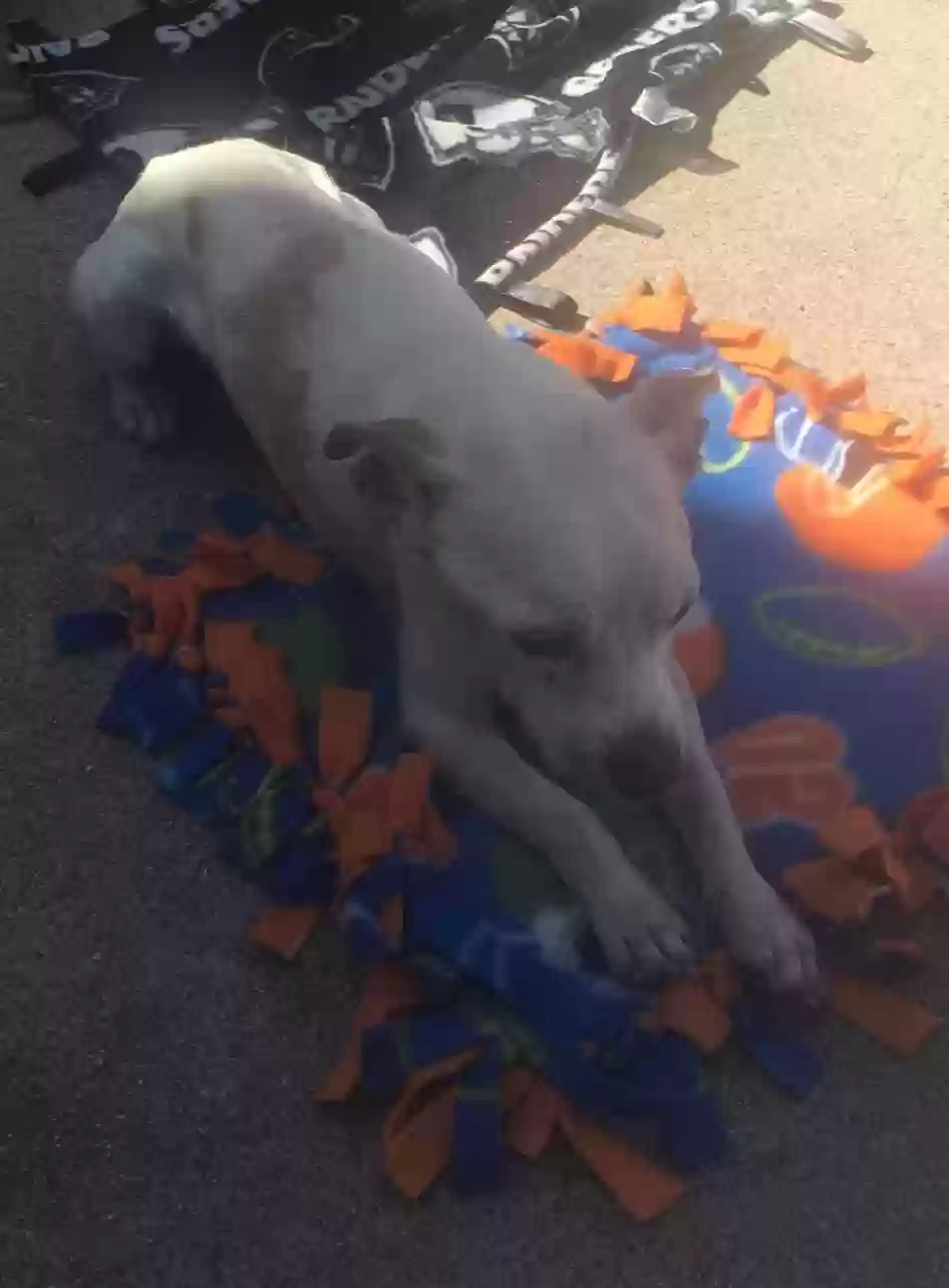 /lostandfound/images/lnfpets/original/162760_photo.webp