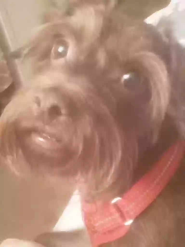 /lostandfound/images/lnfpets/original/162779_photo.webp