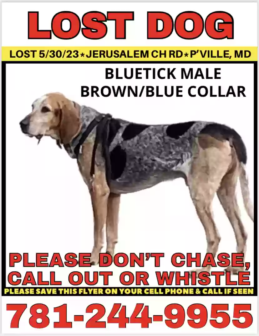 /lostandfound/images/lnfpets/original/162907_photo.webp