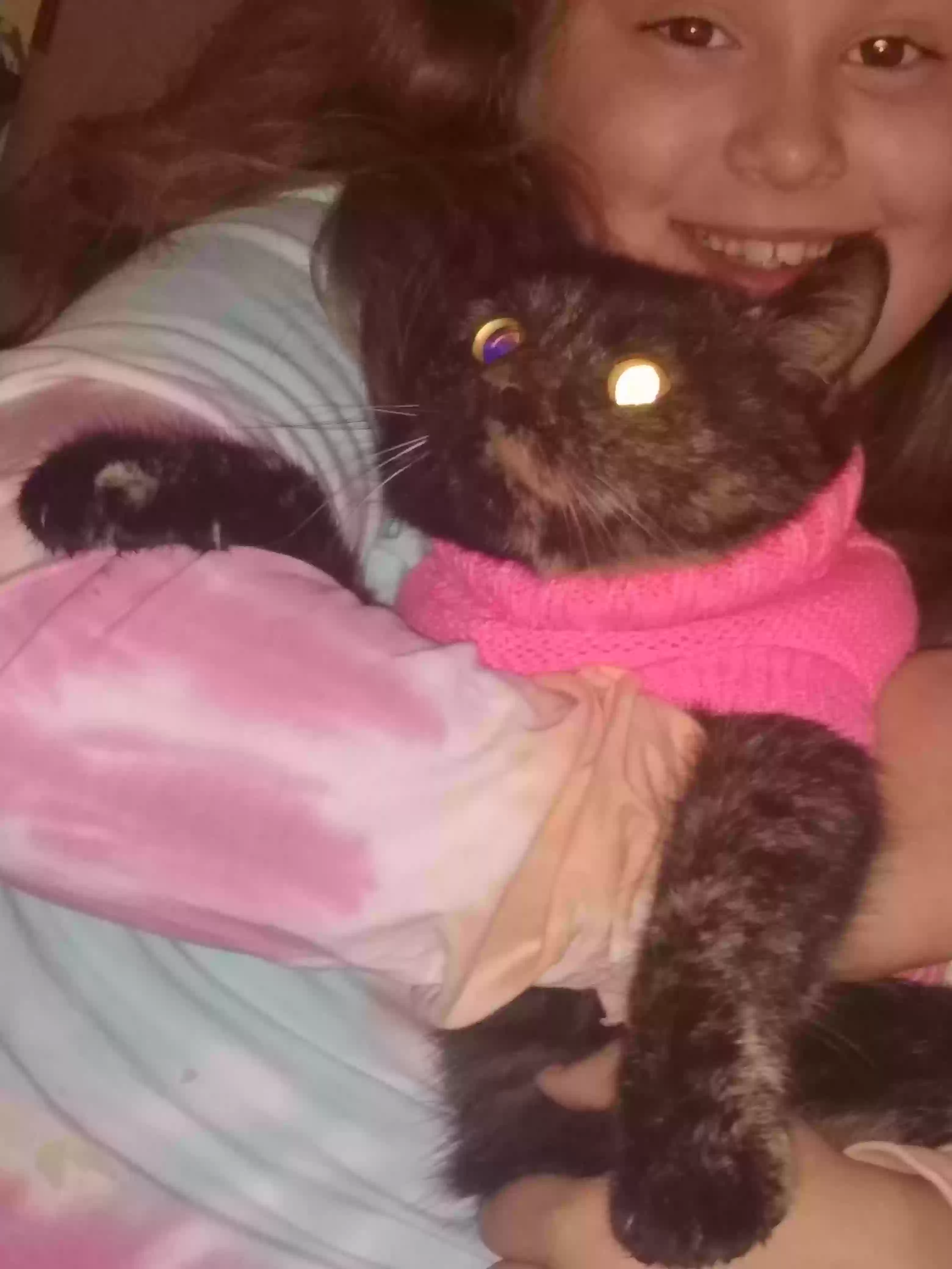 /lostandfound/images/lnfpets/original/162928_photo.webp