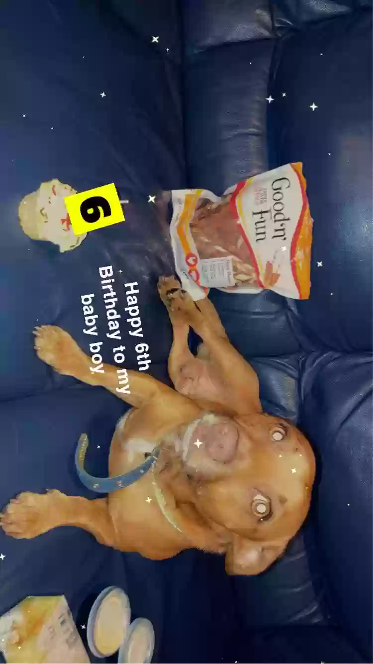 /lostandfound/images/lnfpets/original/162929_photo.webp