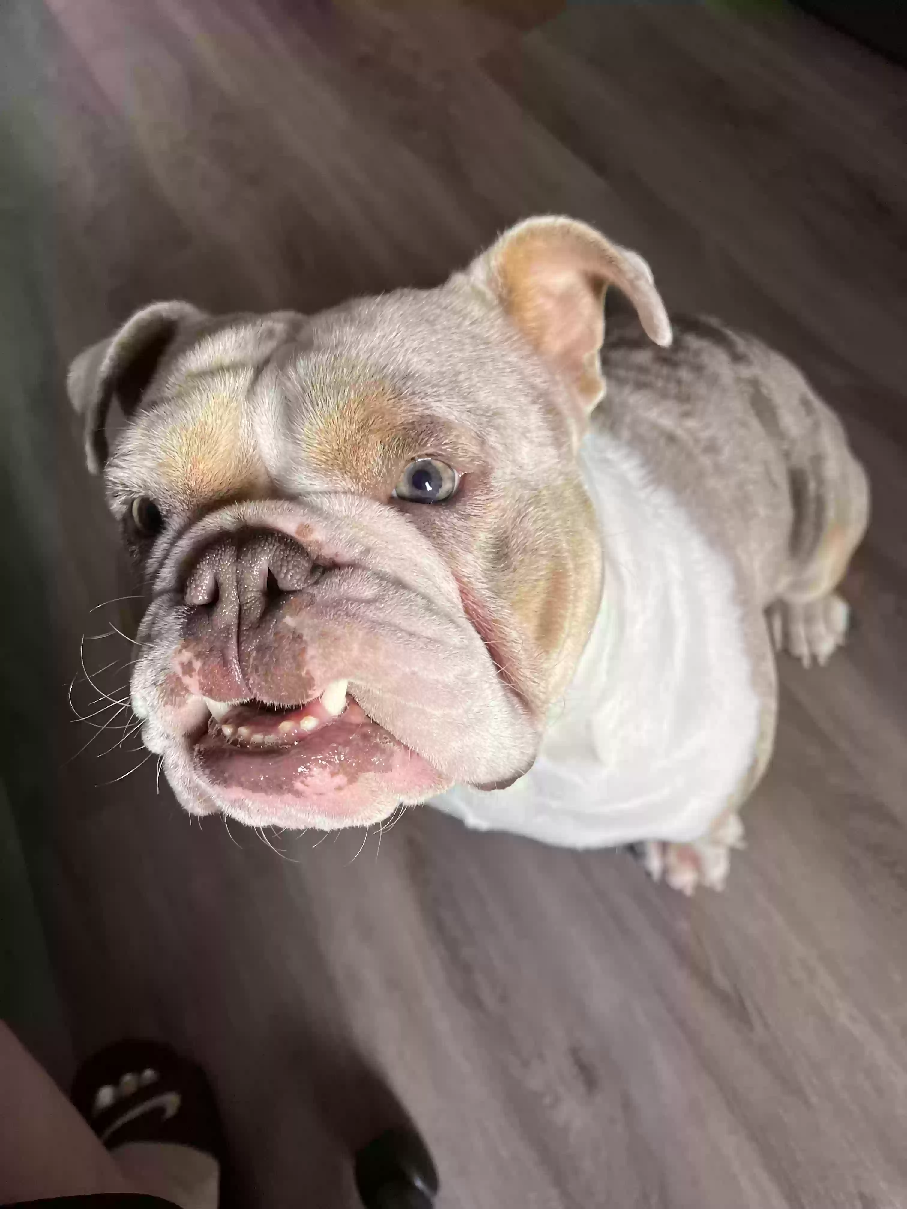 /lostandfound/images/lnfpets/original/162992_photo.webp