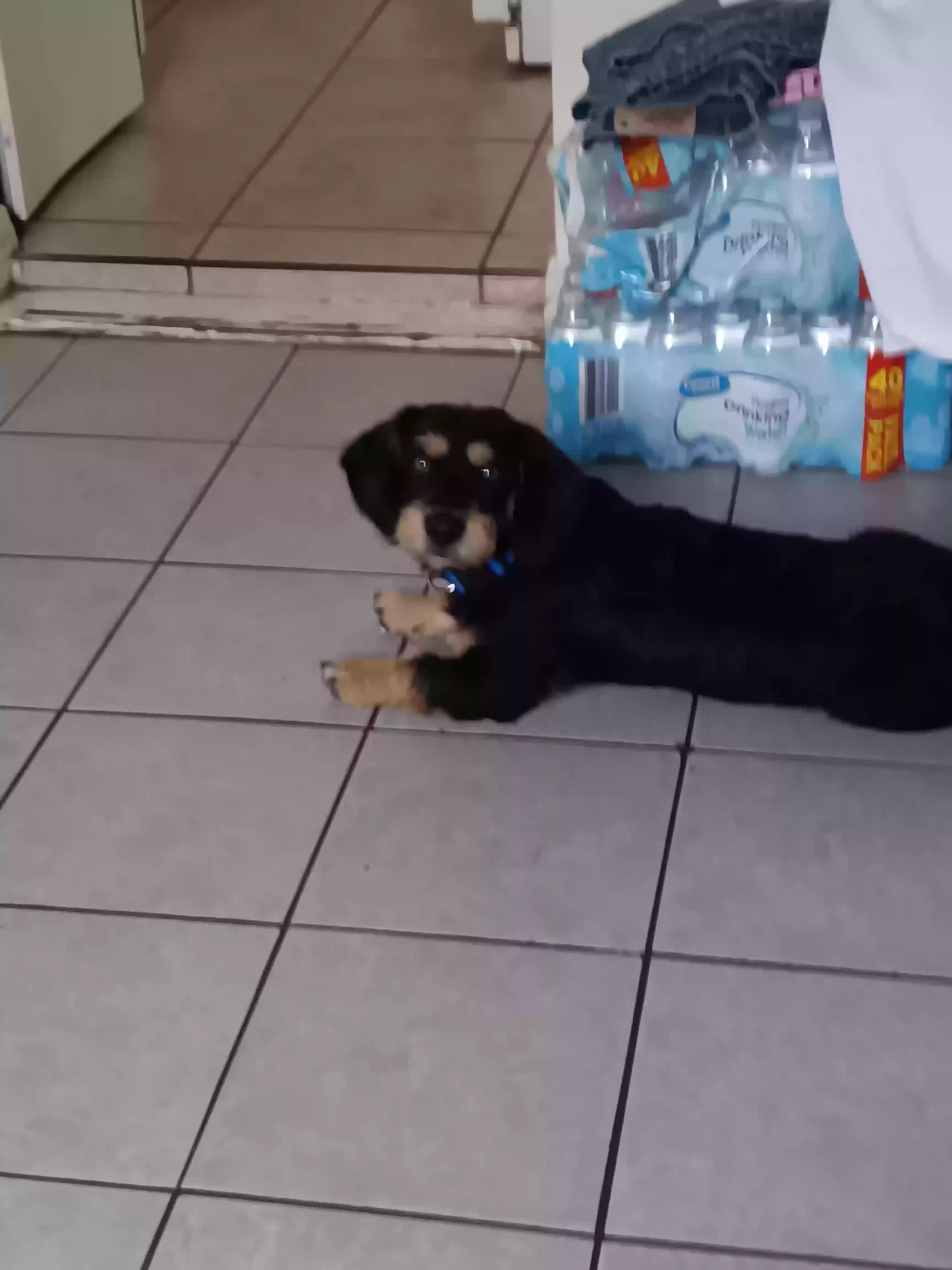 /lostandfound/images/lnfpets/original/162997_photo.webp