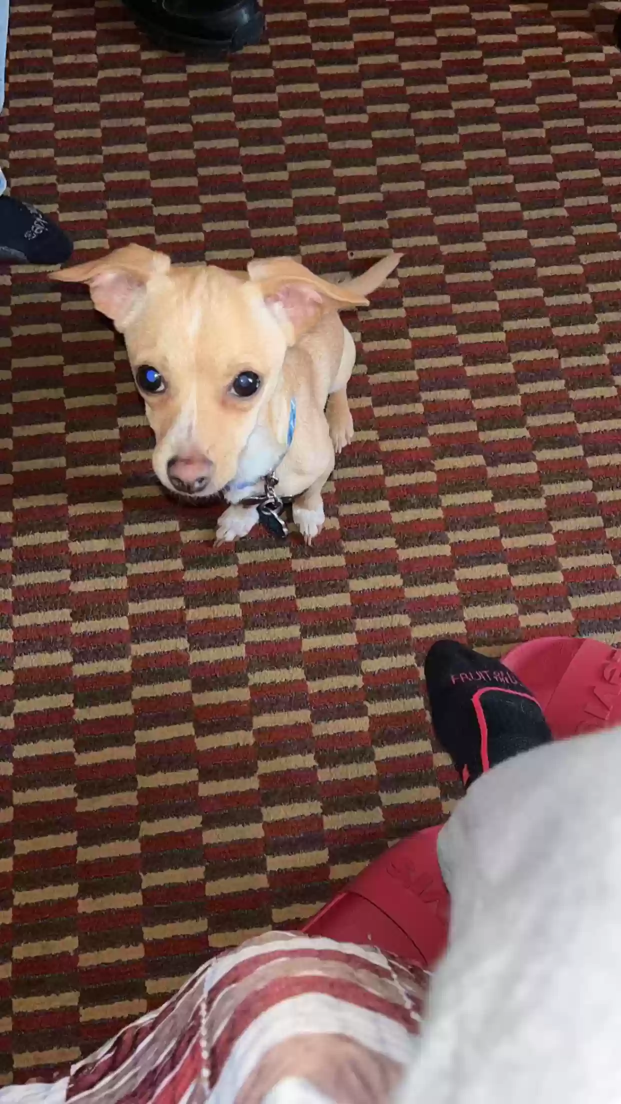 /lostandfound/images/lnfpets/original/163014_photo.webp