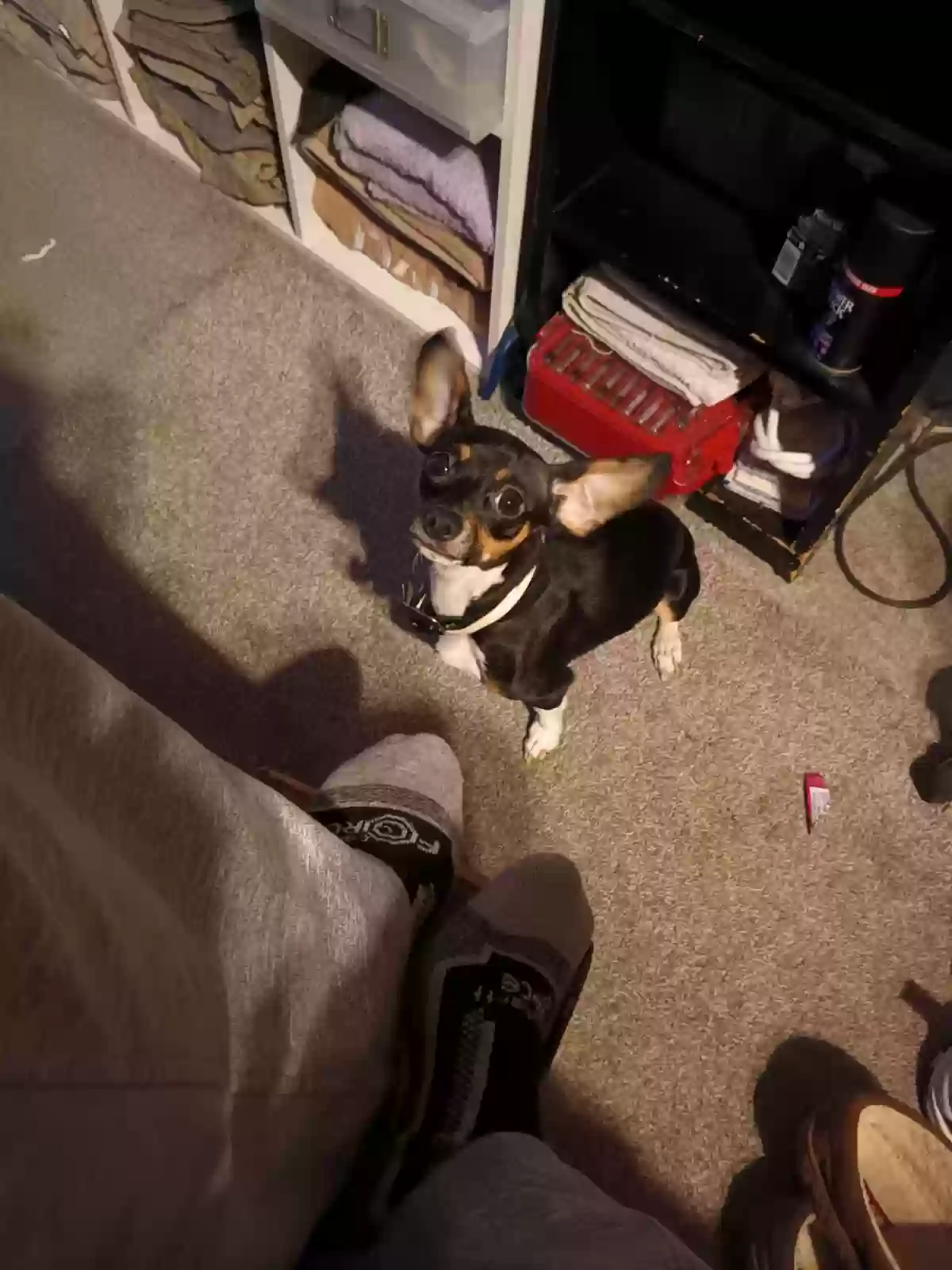 /lostandfound/images/lnfpets/original/163019_photo.webp