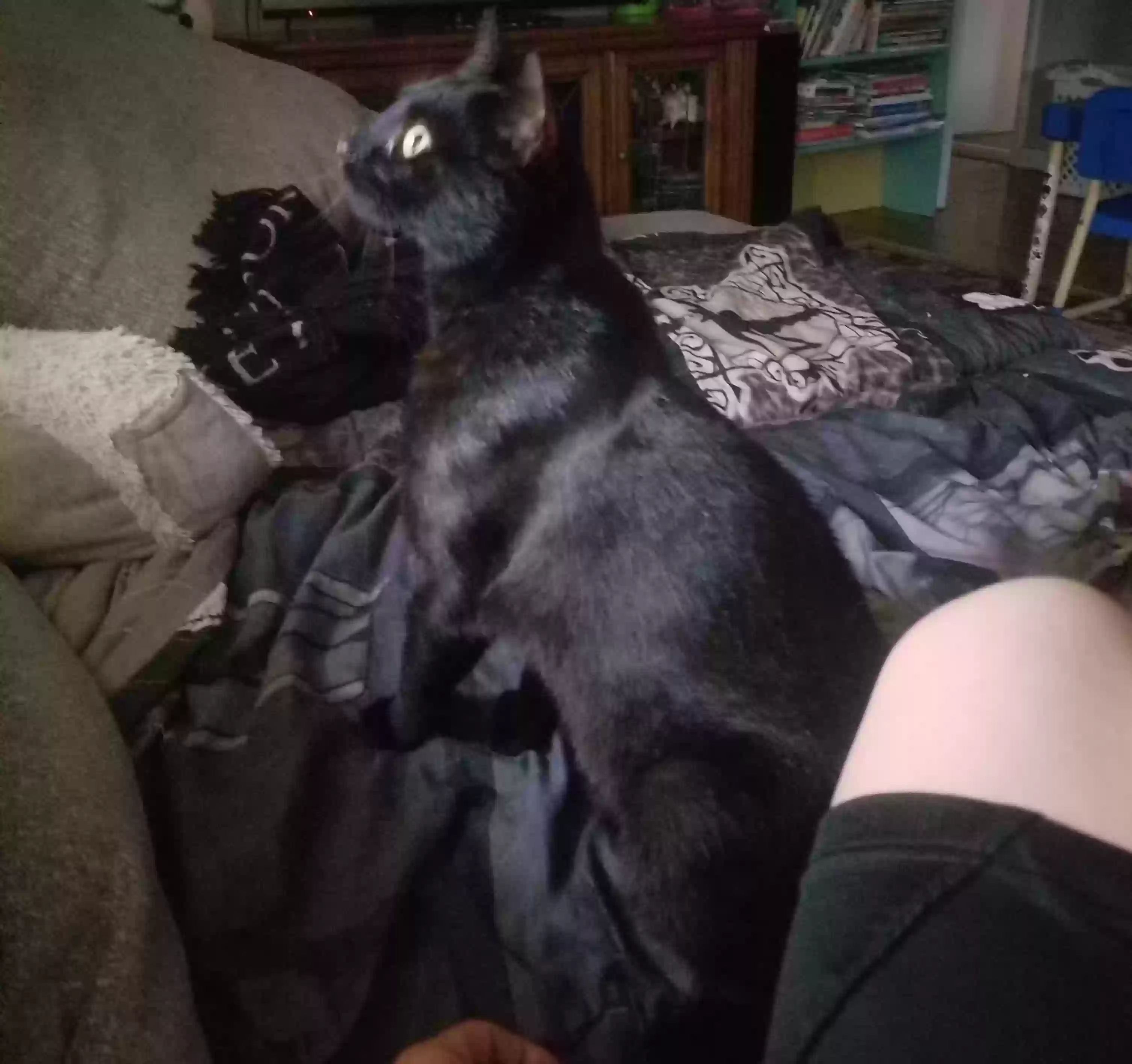 /lostandfound/images/lnfpets/original/163020_photo.webp
