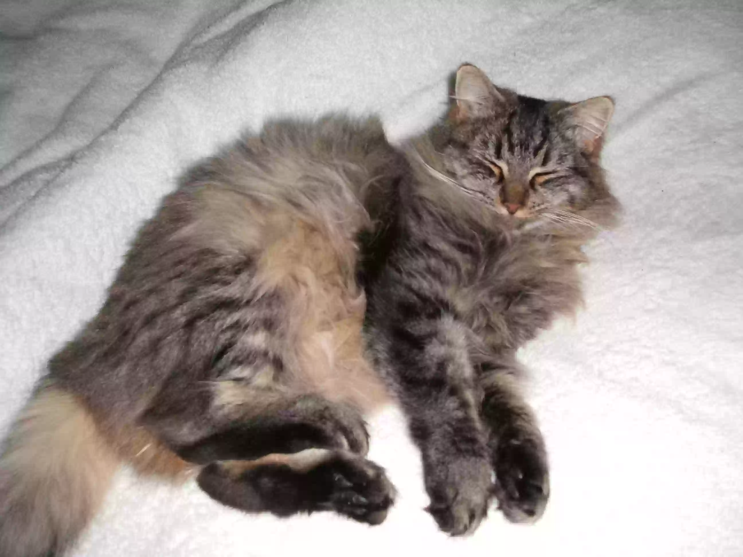/lostandfound/images/lnfpets/original/163065_photo.webp