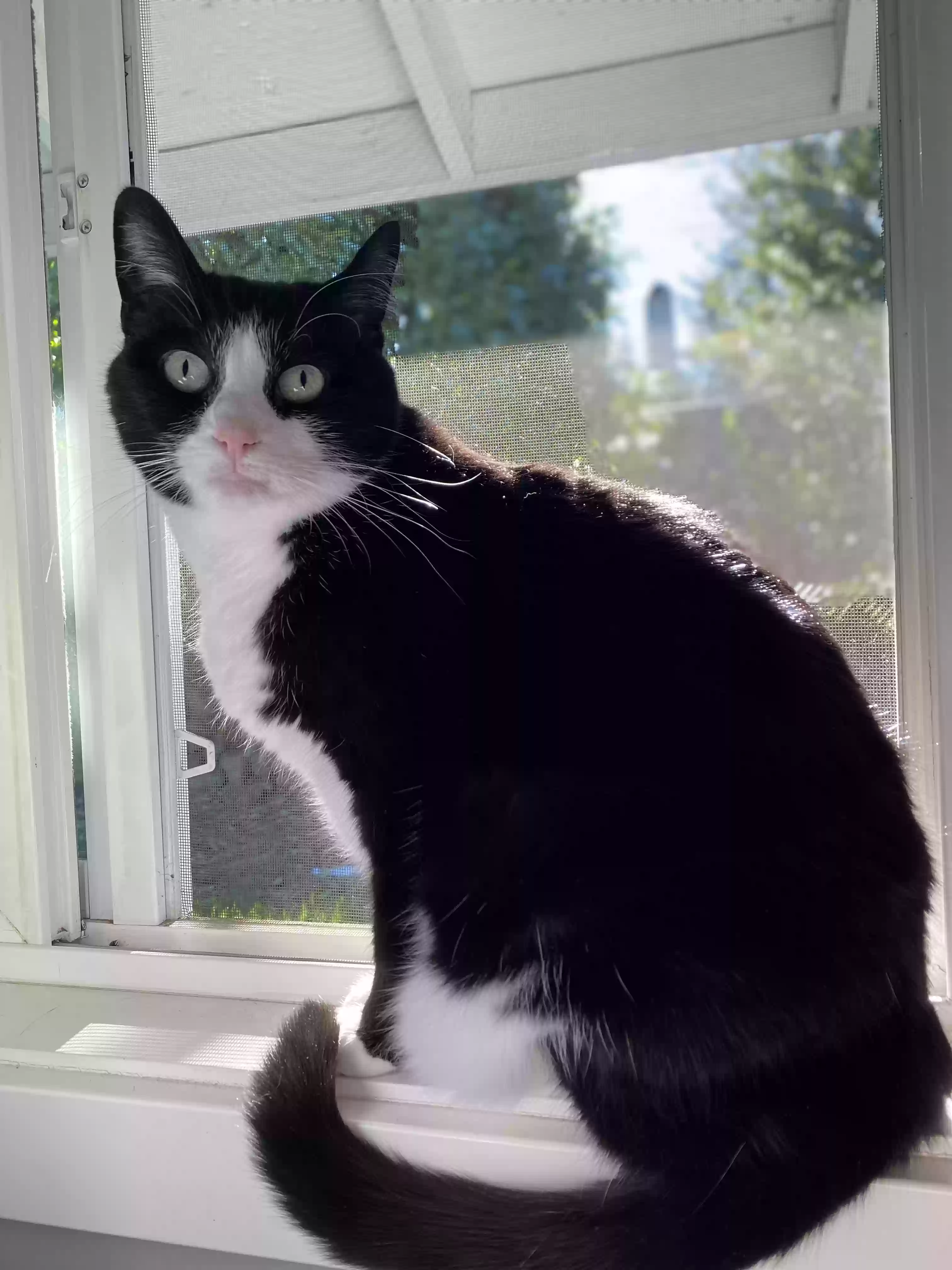 /lostandfound/images/lnfpets/original/163086_photo.webp