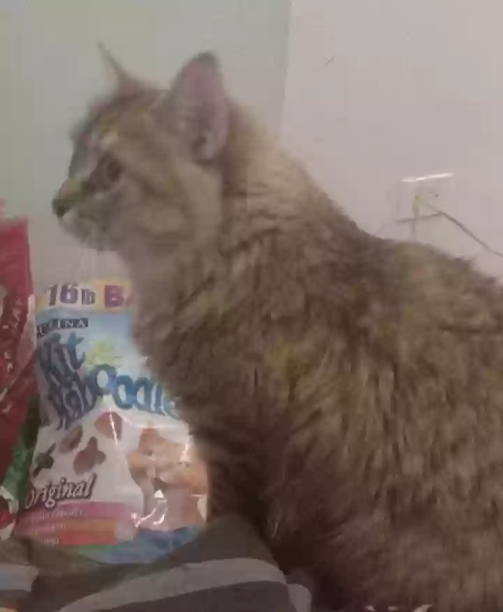 /lostandfound/images/lnfpets/original/163186_photo.webp