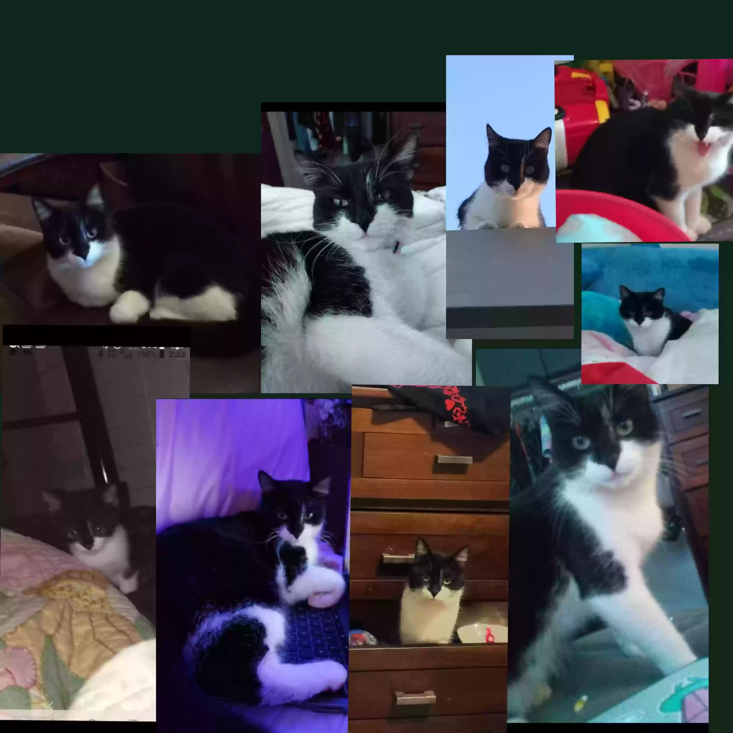 /lostandfound/images/lnfpets/original/163206_photo.webp