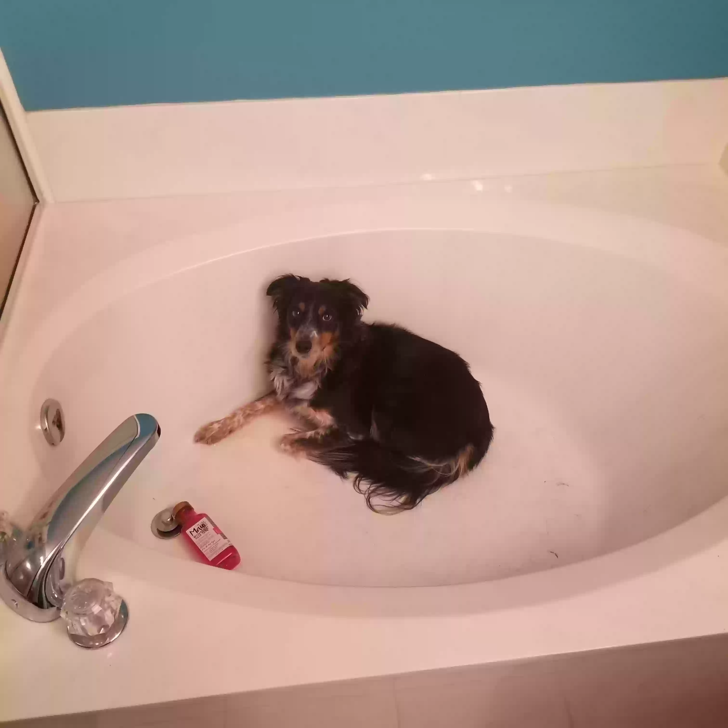 /lostandfound/images/lnfpets/original/163207_photo.webp