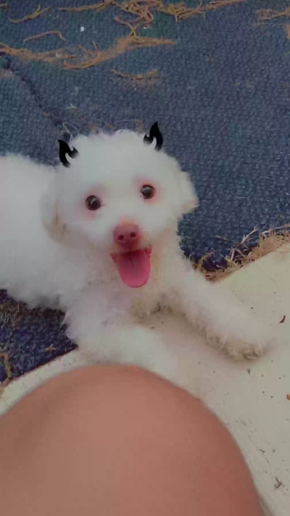 /lostandfound/images/lnfpets/original/163216_photo.webp
