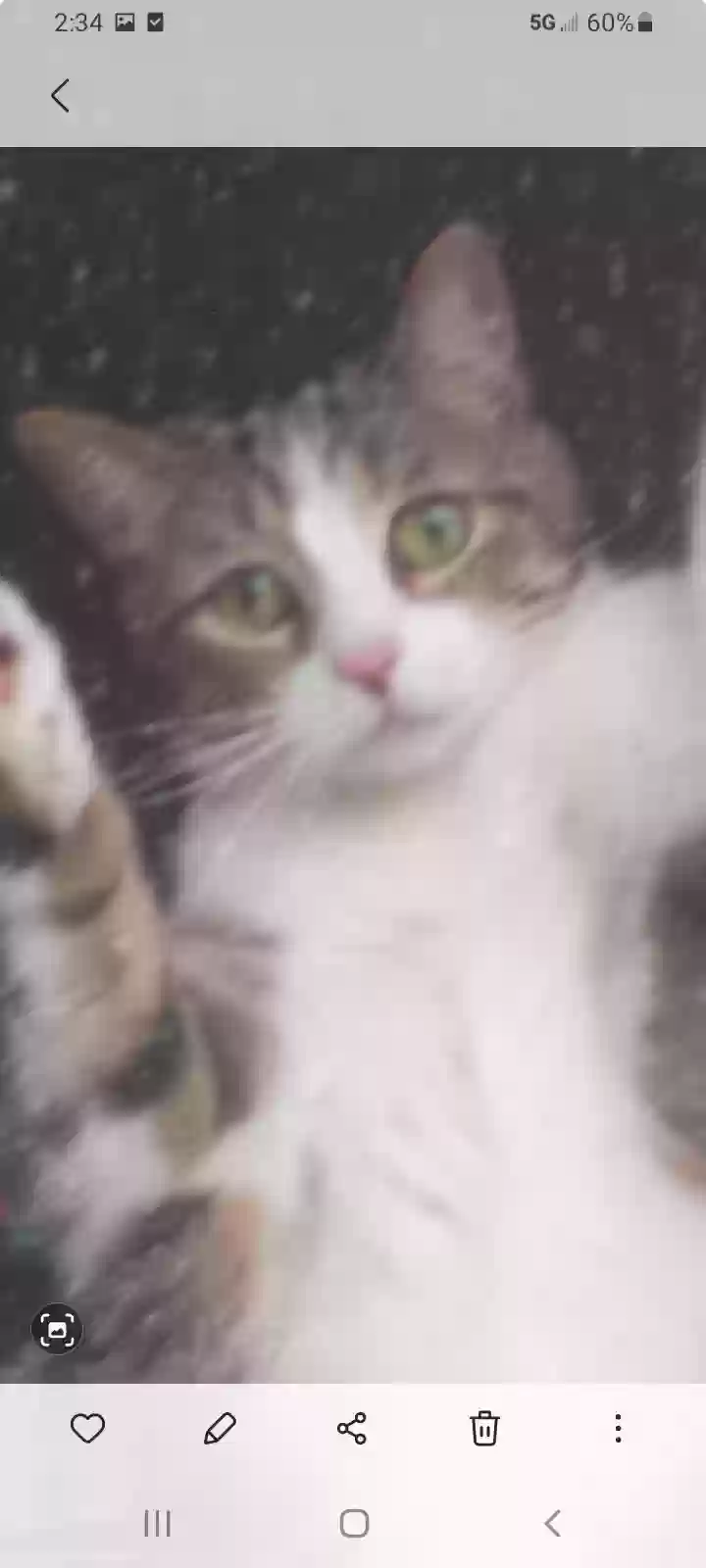 /lostandfound/images/lnfpets/original/163357_photo.webp