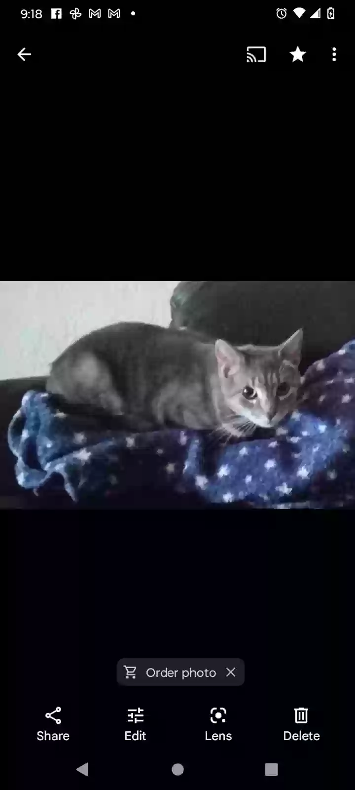 /lostandfound/images/lnfpets/original/163365_photo.webp