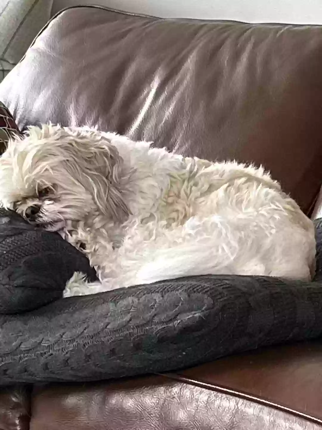 /lostandfound/images/lnfpets/original/163371_photo.webp