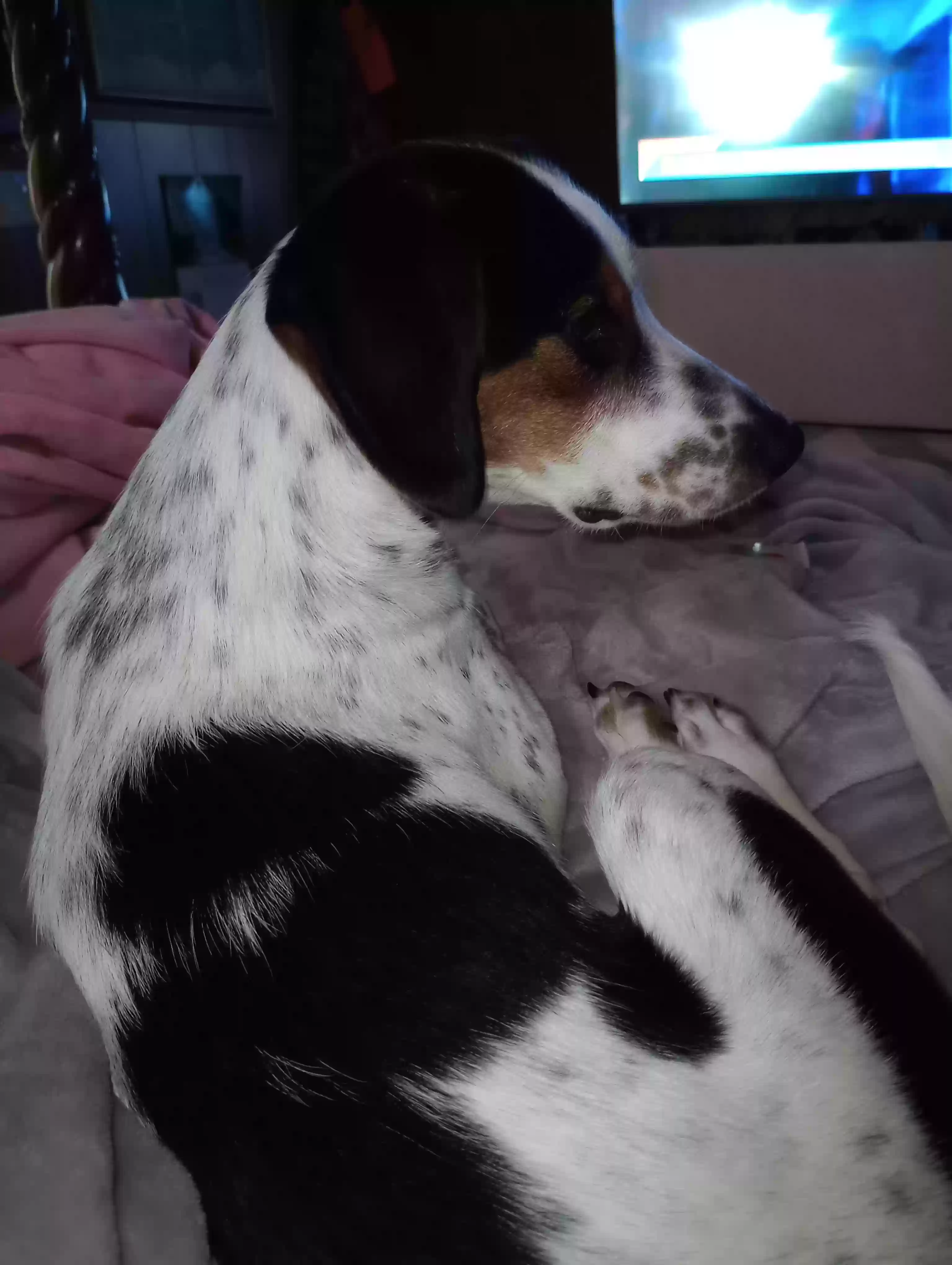 /lostandfound/images/lnfpets/original/163408_photo.webp