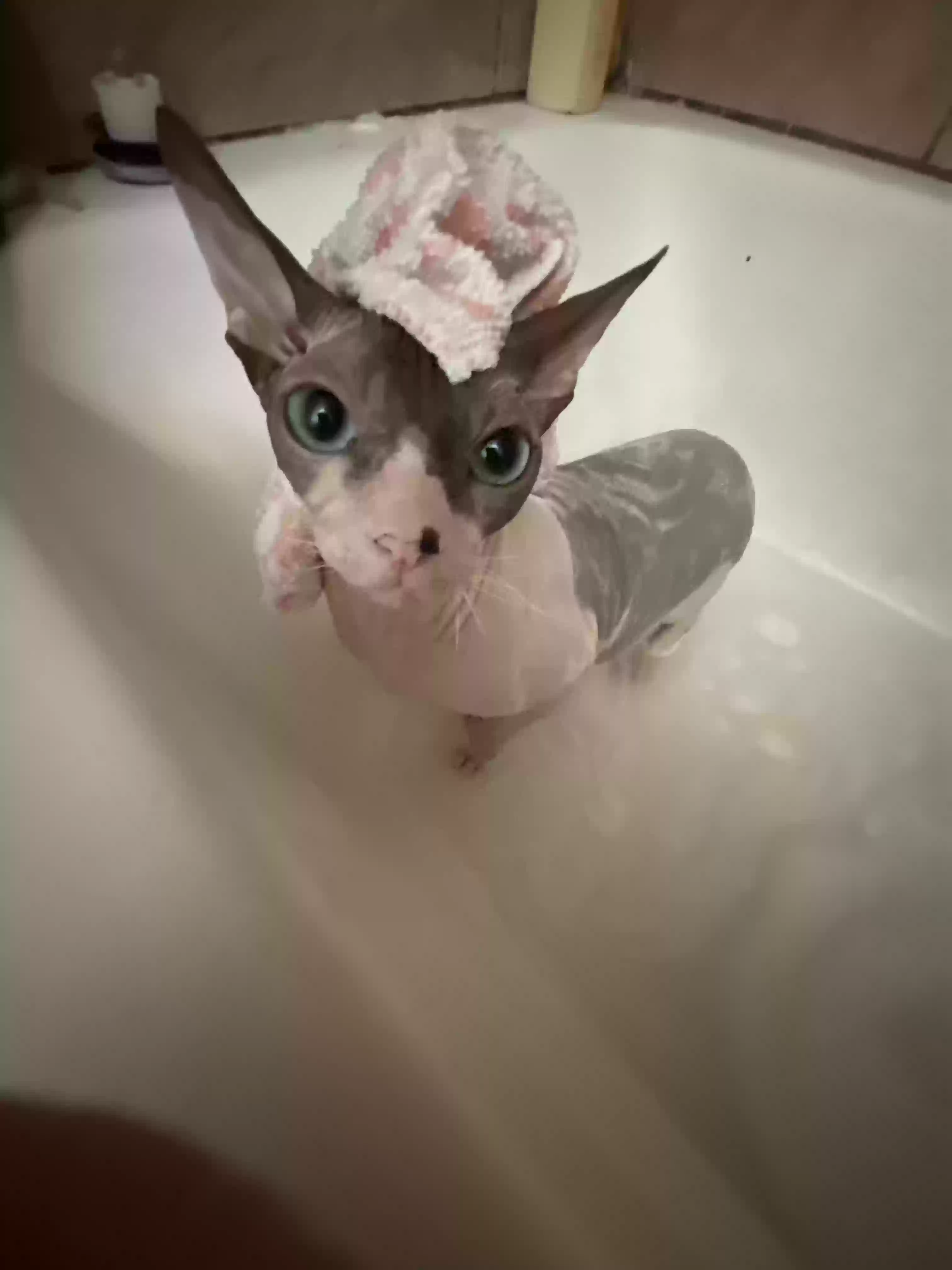 /lostandfound/images/lnfpets/original/163420_3744_0D5D6B2B-0411-4F49-9C0B-0BEA110D2D44.webp