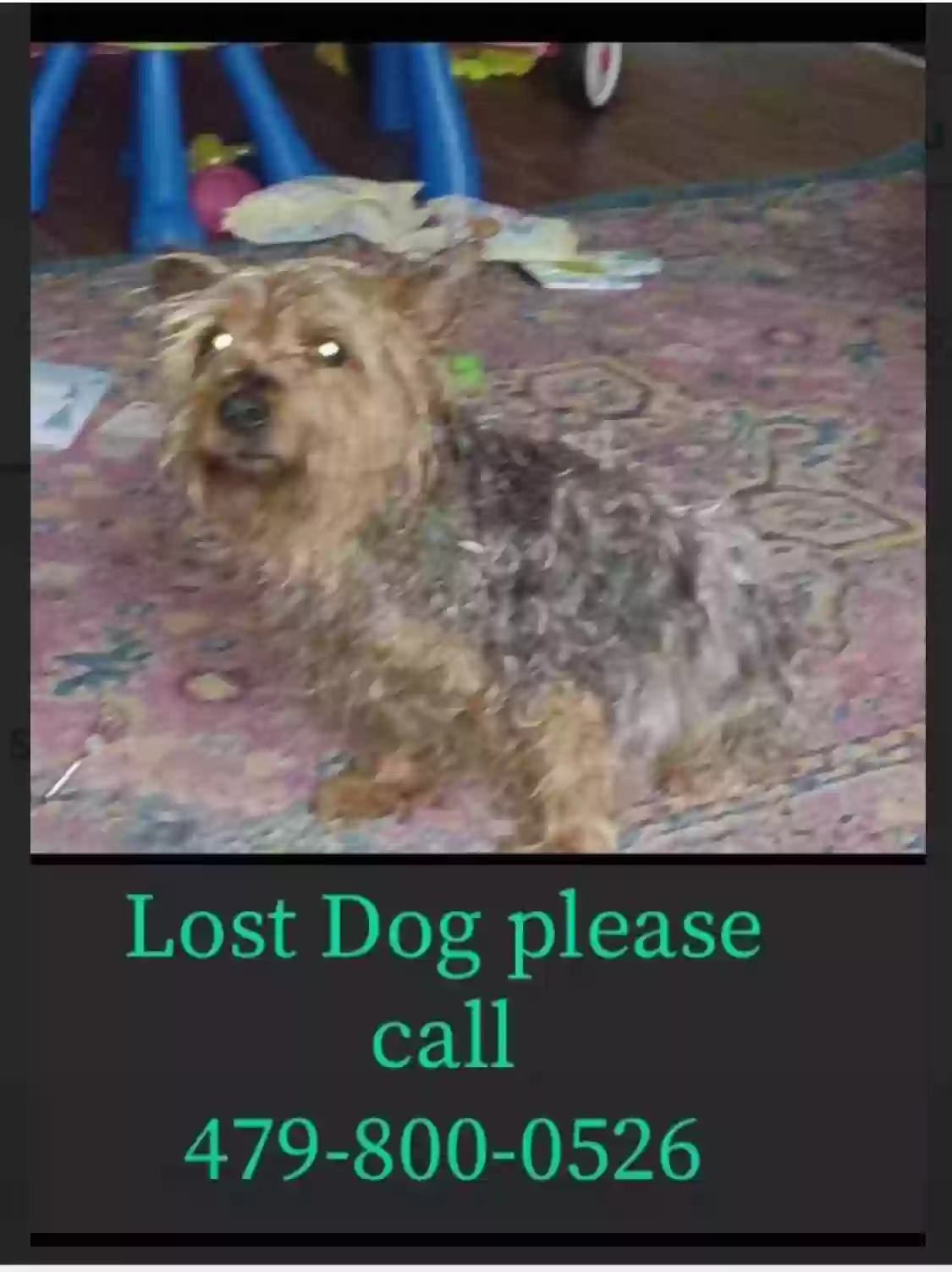 /lostandfound/images/lnfpets/original/163435_photo.webp