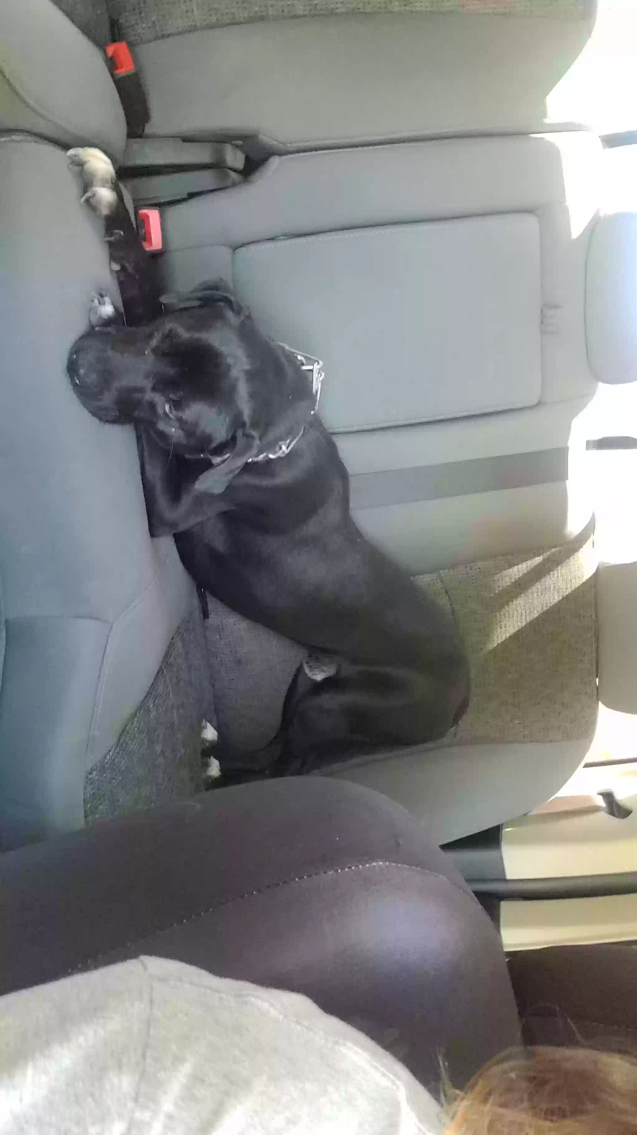 /lostandfound/images/lnfpets/original/163553_photo.webp