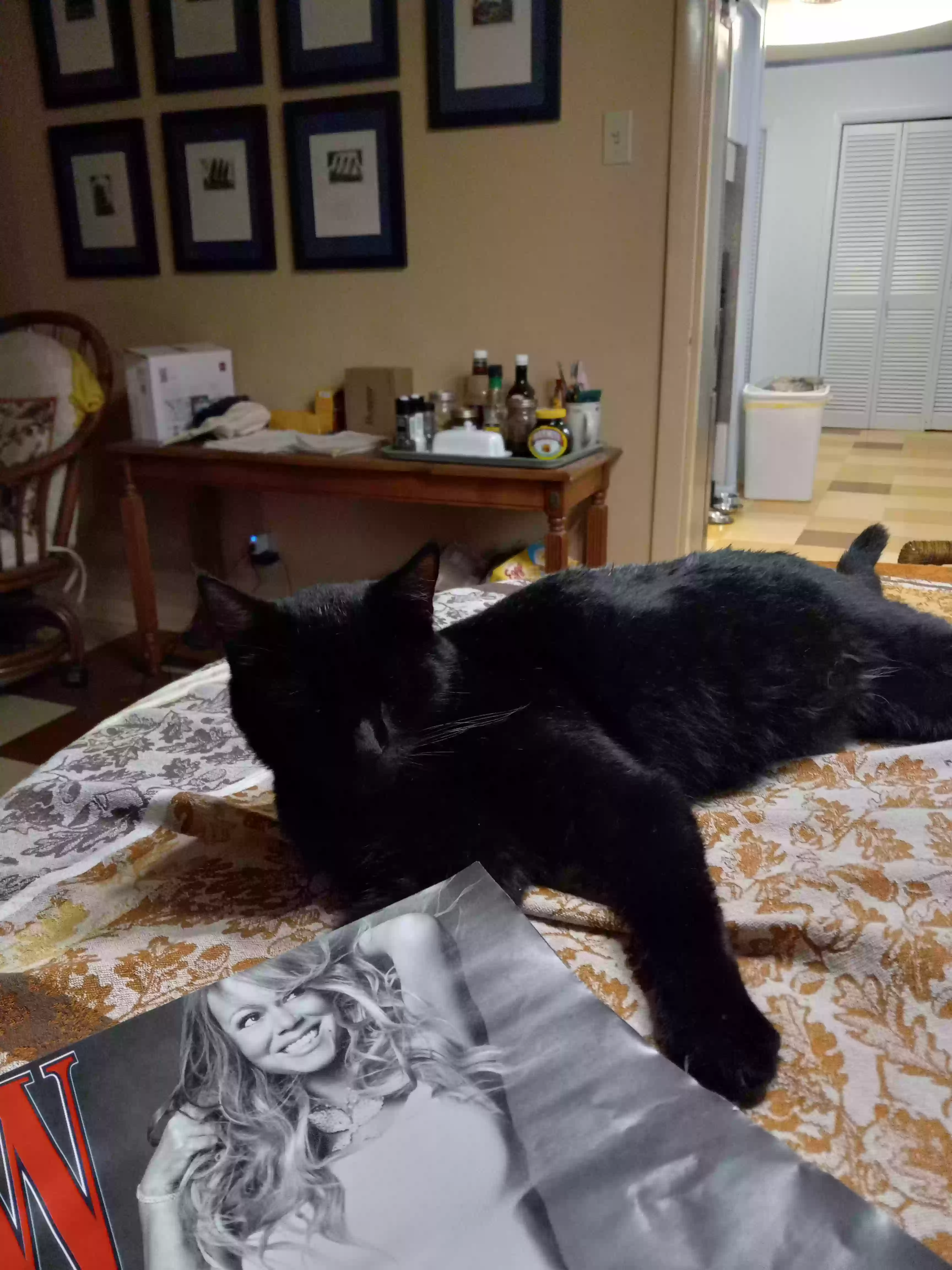 /lostandfound/images/lnfpets/original/163559_photo.webp