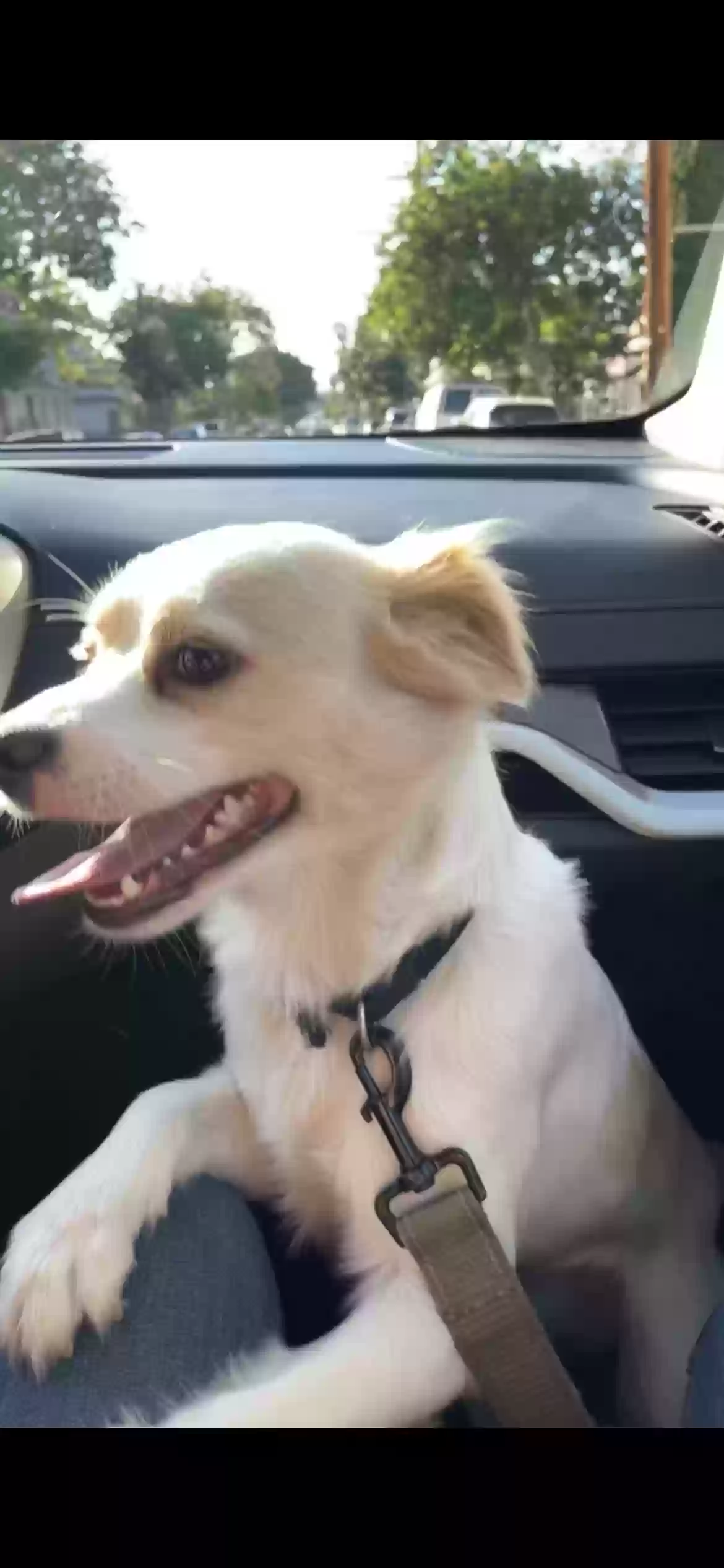 /lostandfound/images/lnfpets/original/163568_photo.webp