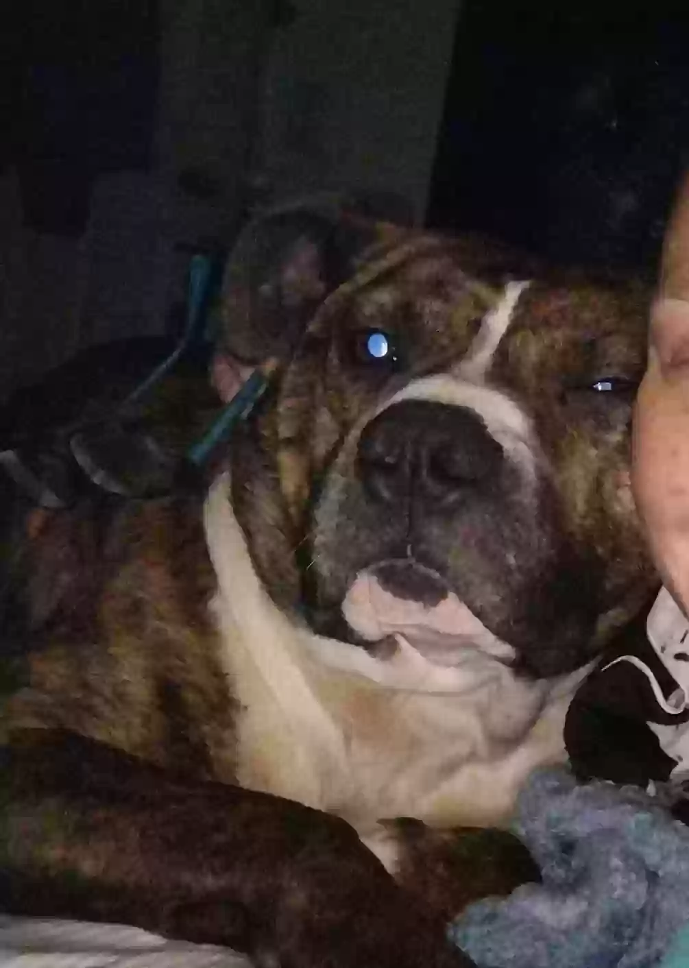 /lostandfound/images/lnfpets/original/163589_9930_FB_IMG_1687470724638.webp