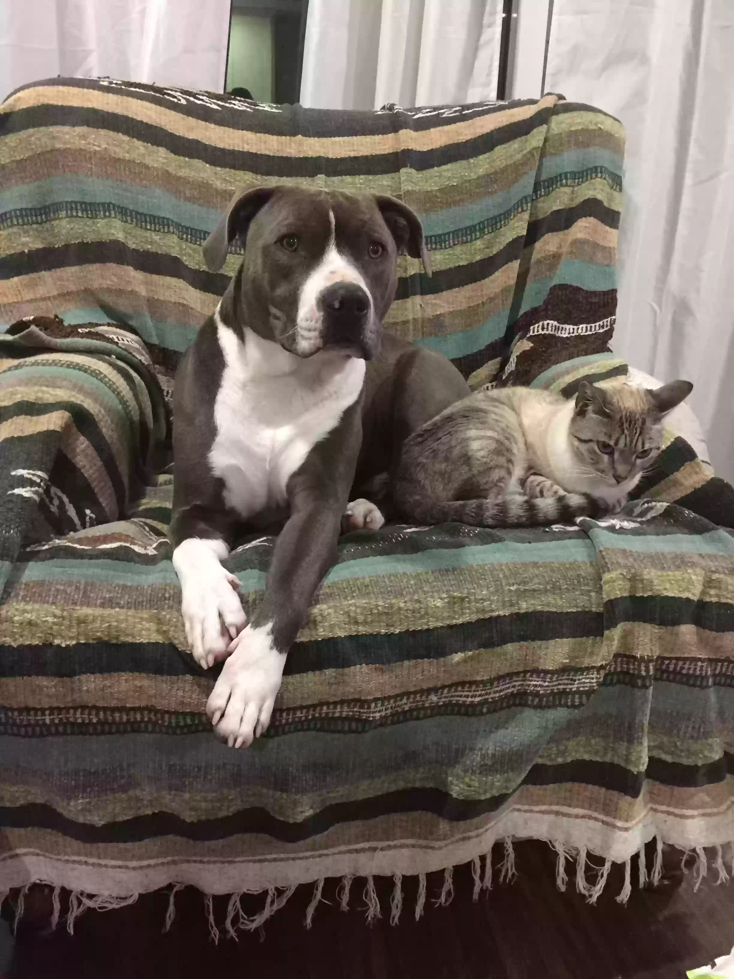 /lostandfound/images/lnfpets/original/163592_photo.webp