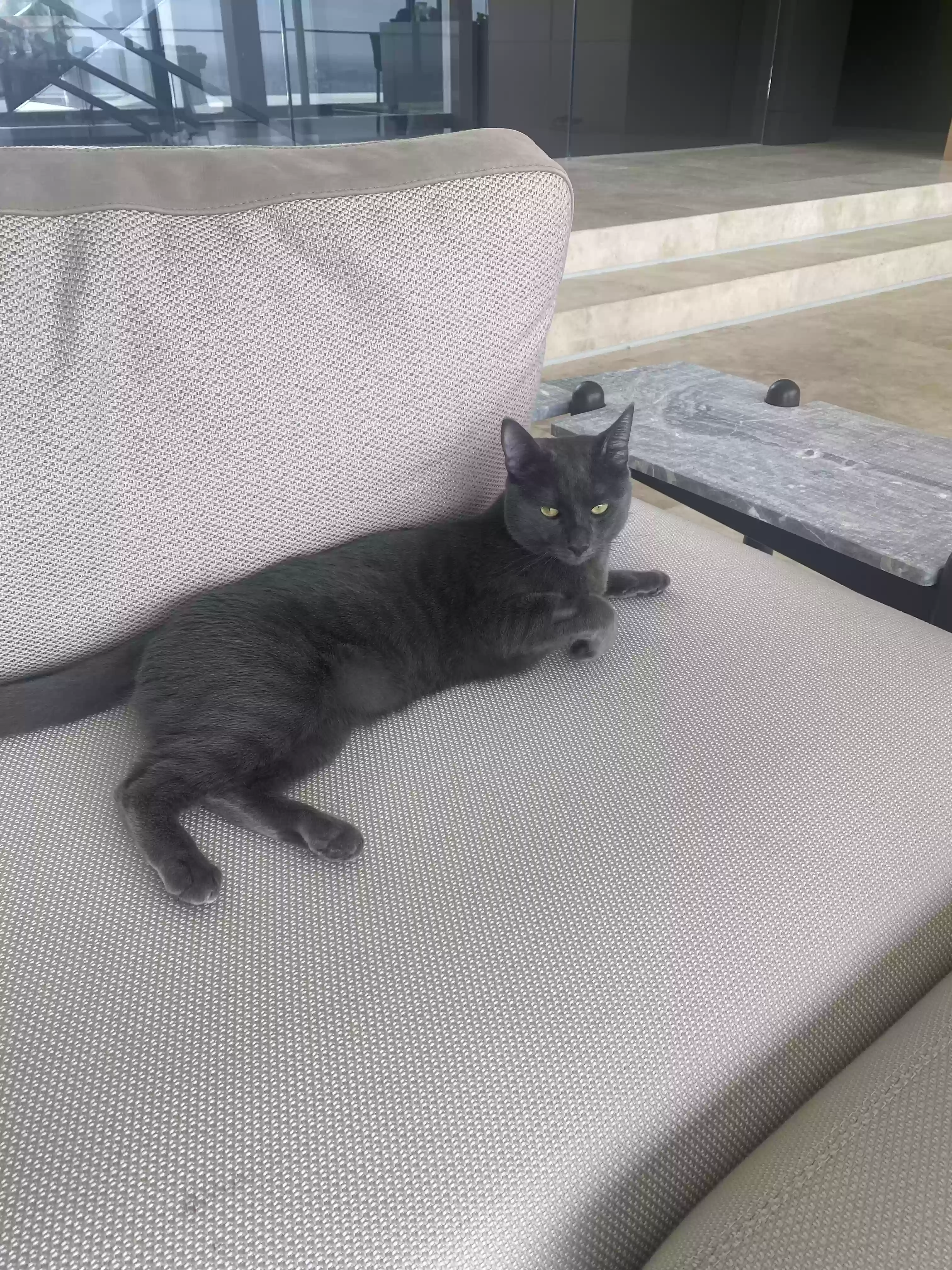 /lostandfound/images/lnfpets/original/163597_photo.webp