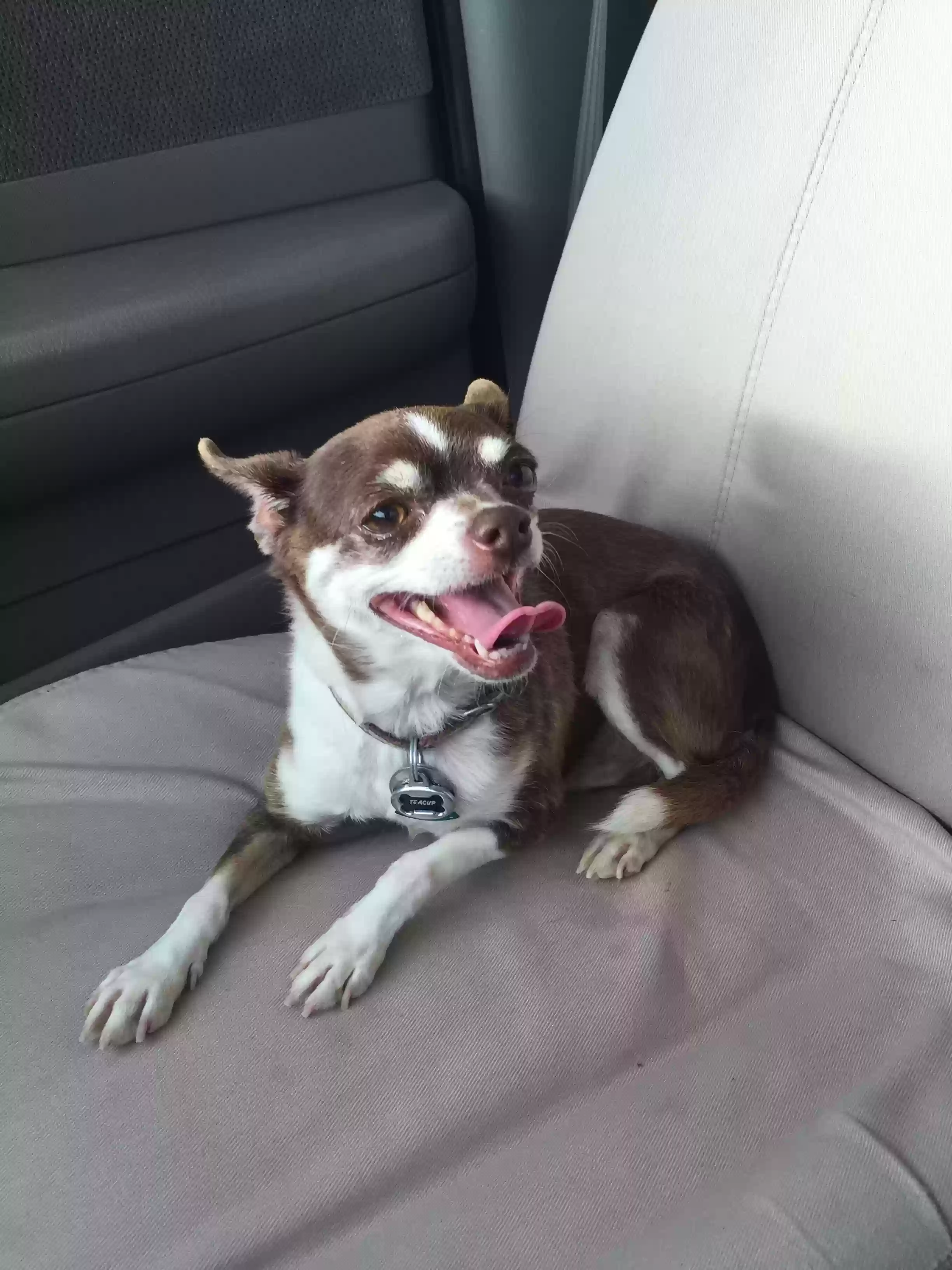 /lostandfound/images/lnfpets/original/163731_photo.webp