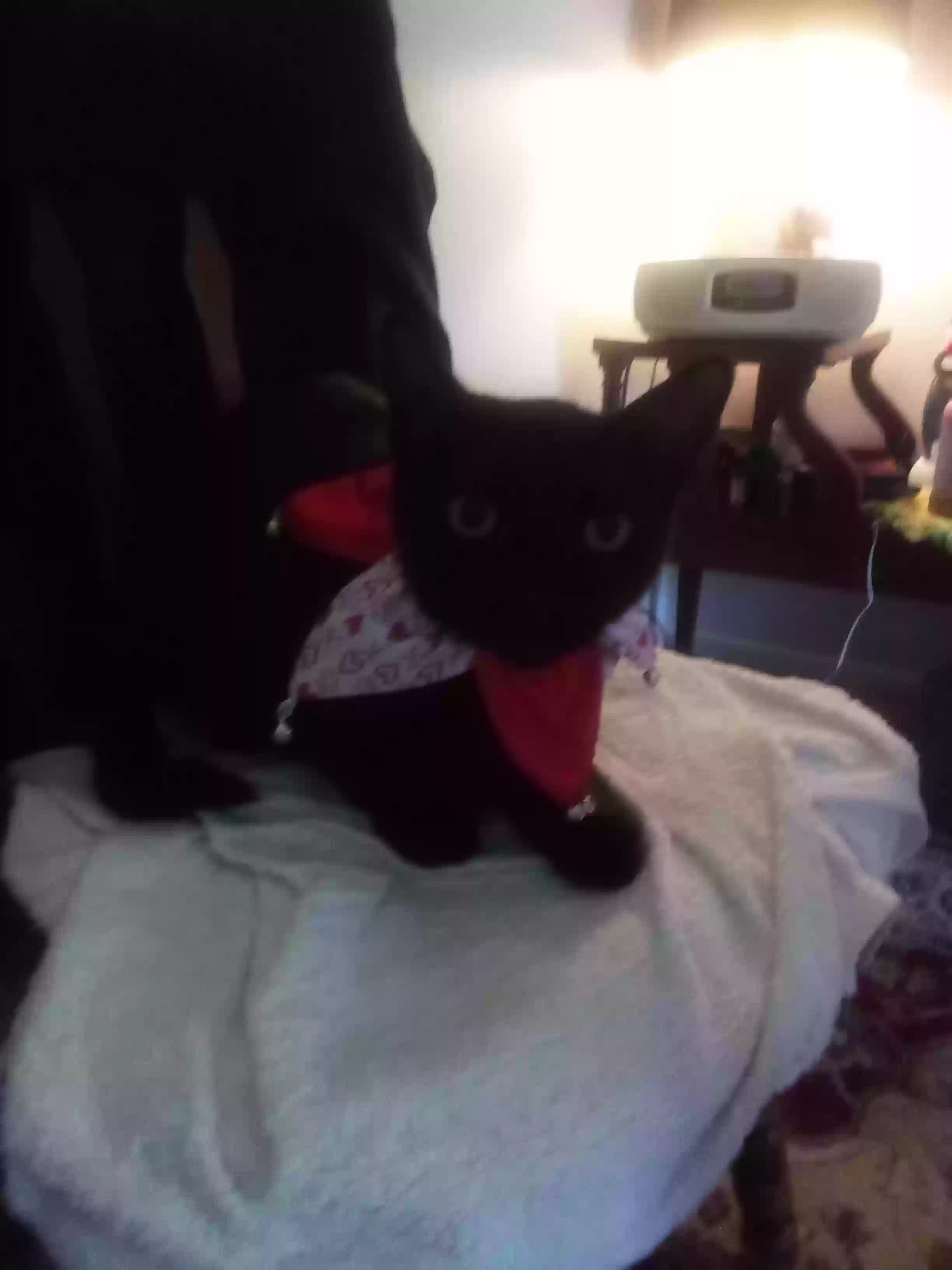 /lostandfound/images/lnfpets/original/163751_photo.webp