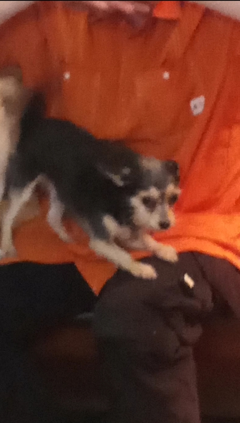 /lostandfound/images/lnfpets/original/163761_2613_409681.jpg