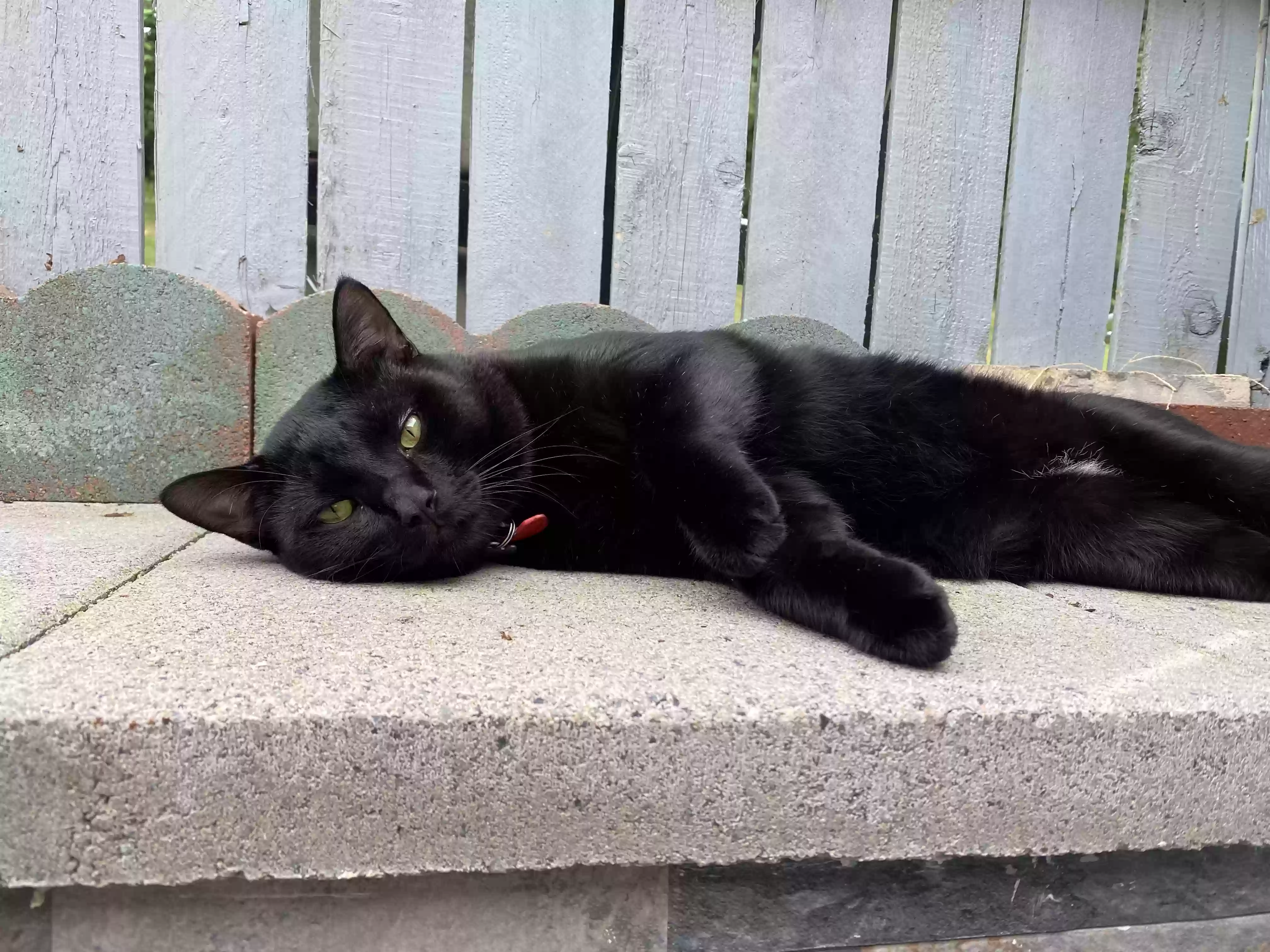 /lostandfound/images/lnfpets/original/163774_photo.webp